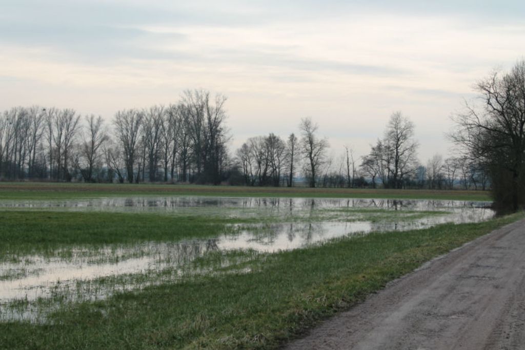 Viele Felder in der Ortenau sind derzeit von regelrechten Seen bedeckt.