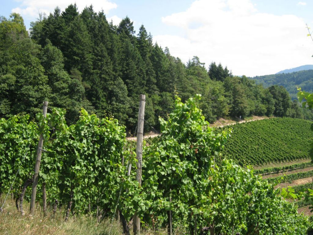 14. Jahrhundert wird am Staufenberg Wein angebaut.