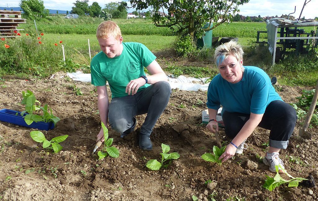 Stefan Gengenbacher und Nicole Herrmann beim Auspflanzen des Tabaks nach traditioneller Art.