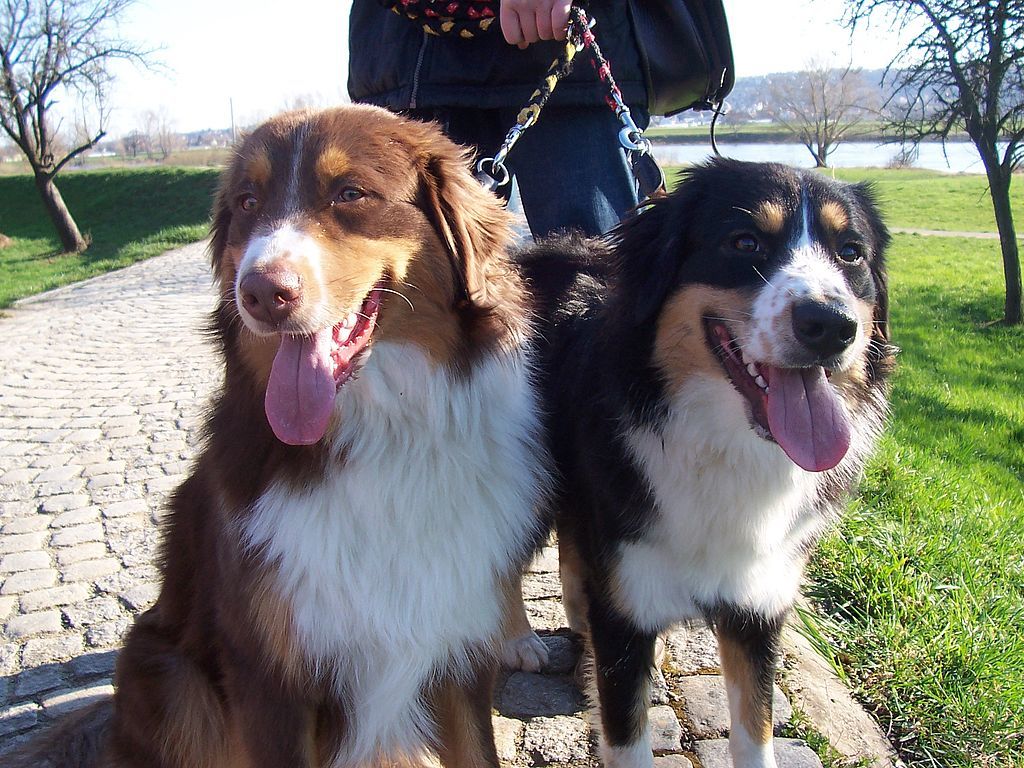 Tierheime freuen sich über Freiwillige, die mit den Hunden Gassi gehen.