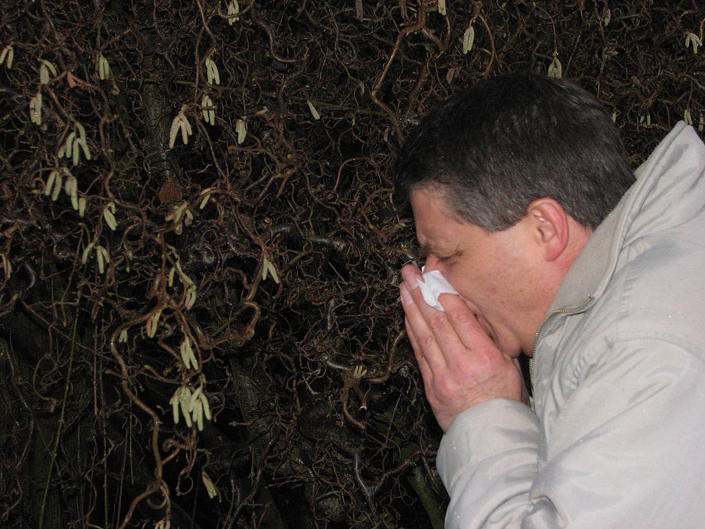 Auf Blüte und Pollenflug reagieren immer mehr Menschen mit einer Allergie, auch Heuschnupfen genannt.