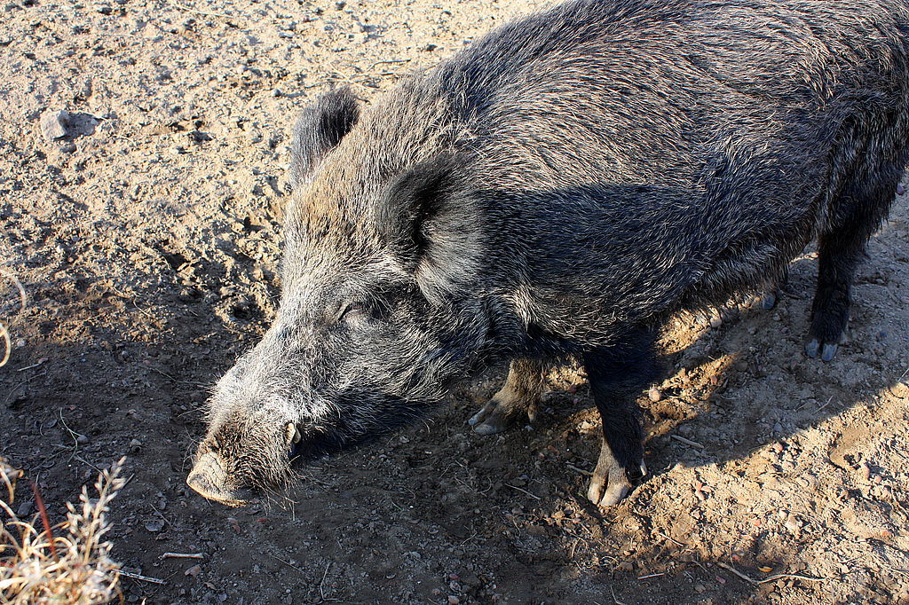 Wildschweine dürfen das ganze Jahr über gejagt werden.