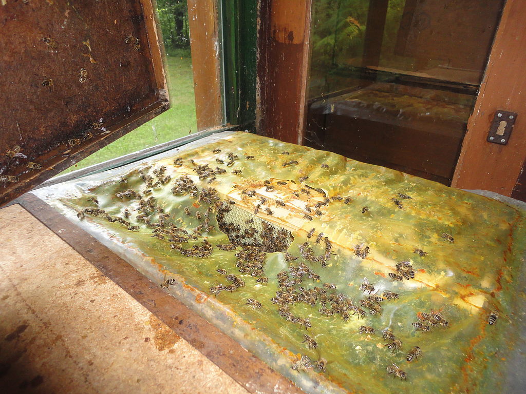 Im Magazin bauen Bienen ihre Waben, in denen der Honig gelagert wird.