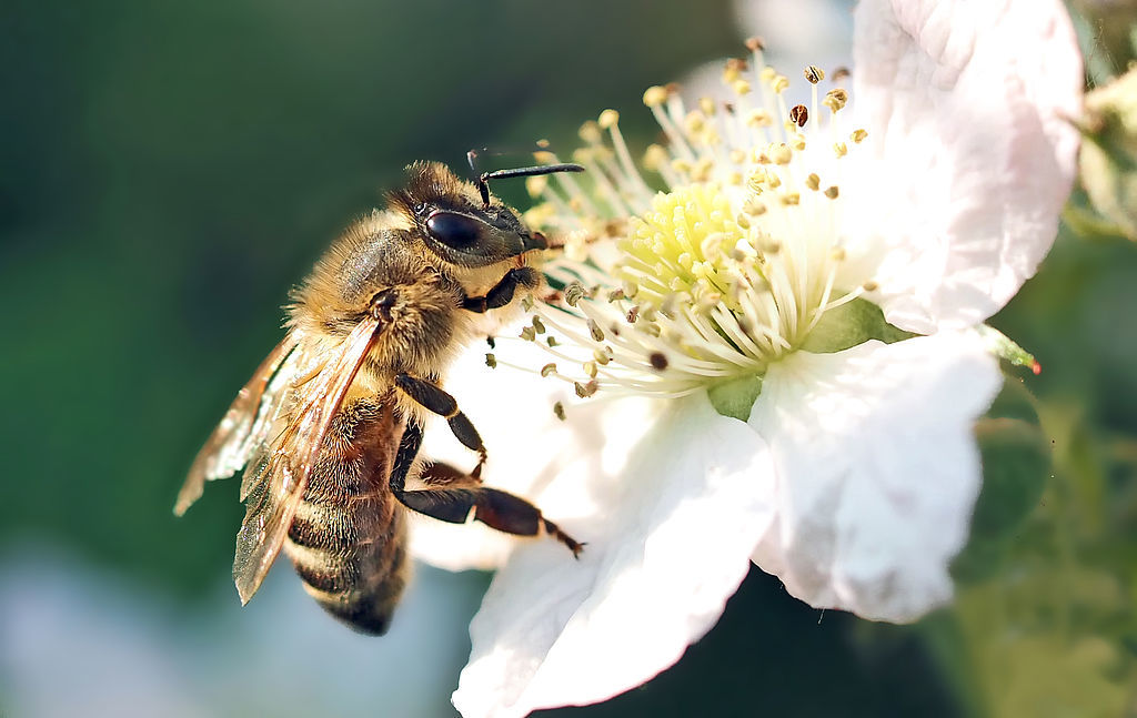 Bienen und Hummeln übernehmen mit der Bestäubung eine wichtige Aufgabe in der Natur. Aufgrund der teilweise niedrigen Temperaturen im April waren diese im Mittleren Kinzigtal aber noch nicht aktiv.