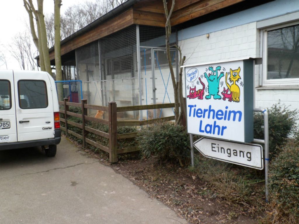 Tierheim in Lahr: Hierher wurden ein Schäferhund und zwei Katzen, die in der völlig verwahrlosten Wohnung gefunden wurden, gebracht.