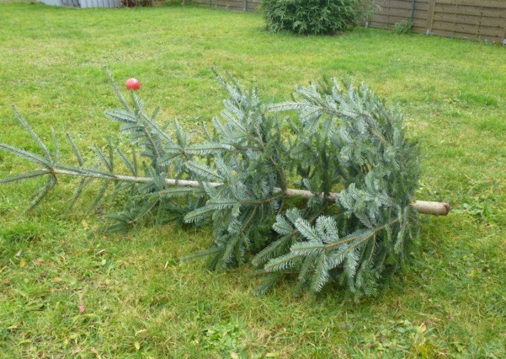 Dieser Weihnachtsbaum hat ausgedient.