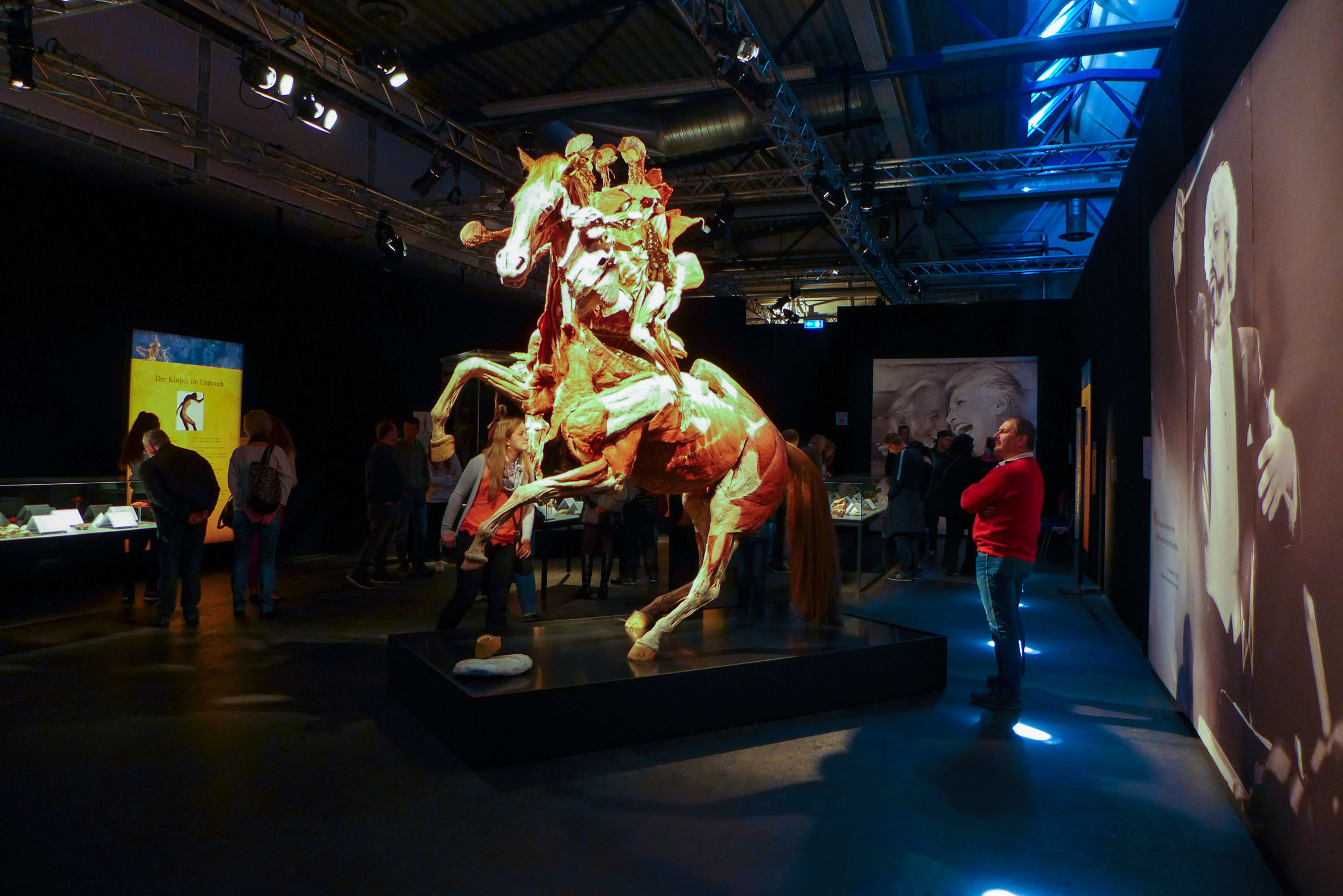 In der Ausstellung Körperwelten werden auch einige Plastinate von Tieren gezeigt.
