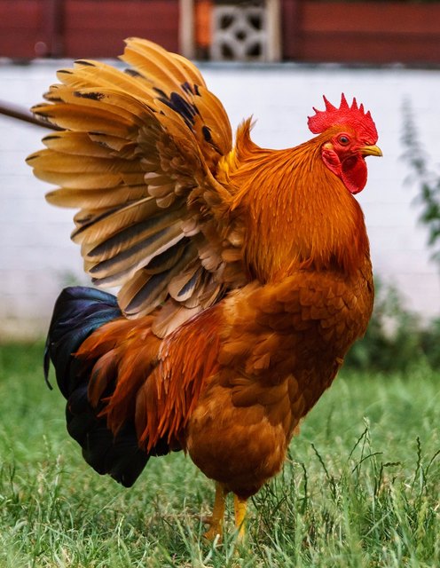 Dieser hübsche Kerl sollte im Kochtopf landen. | Foto: Sven Kimmig