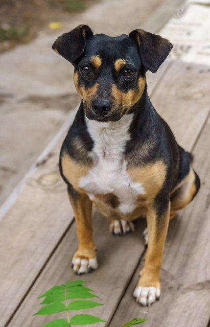 Luna geht es mit den anderen Hunden zusammen nun viel besser als zuvor | Foto: Sven Kimmig