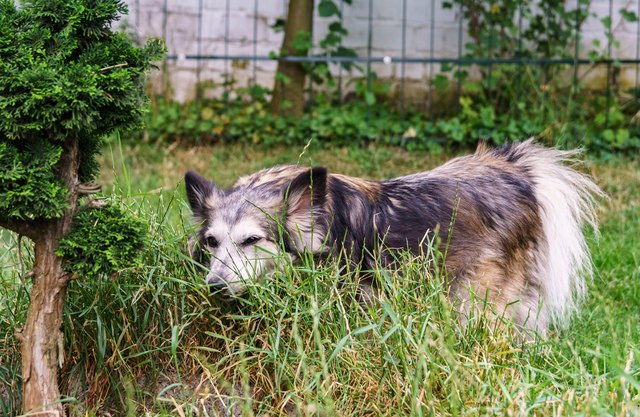 Lisa geht es nun um einiges besser als zuvor, auch wenn sie auf einem Auge blind ist | Foto: Sven Kimmig