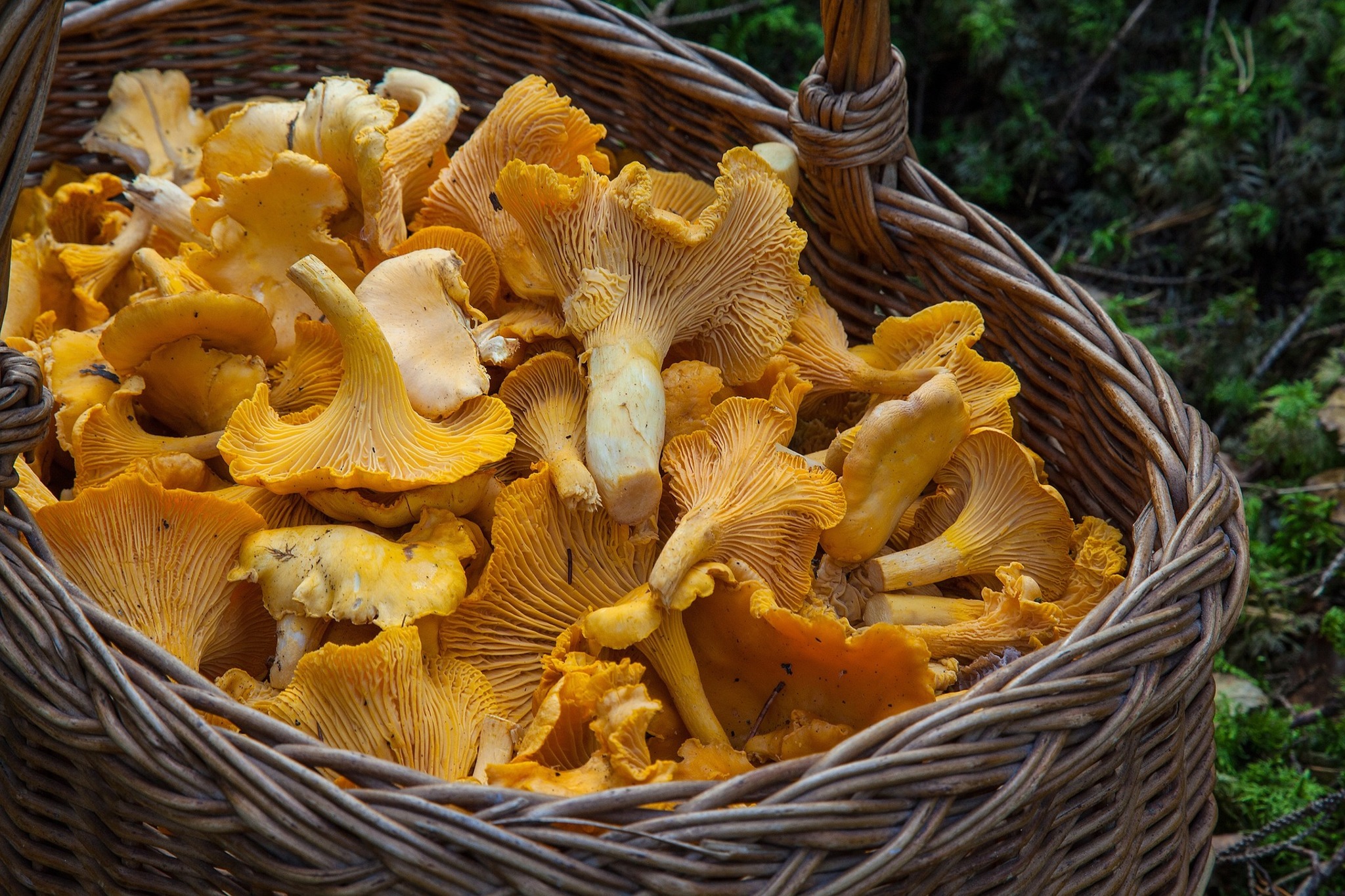 Wann gibt es Pfifferlinge im Wald? Wann gibt es Pfifferlinge im Wald?