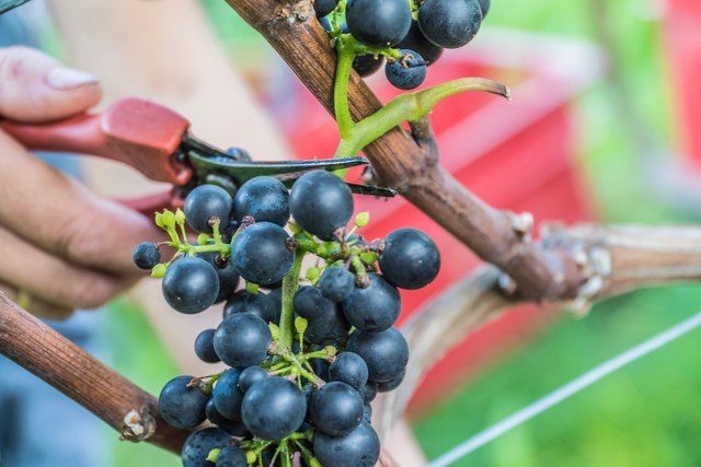 Wein ist ein Kulturgut, doch in den zurückliegenden 20 Jahren hat sich einiges verändert.