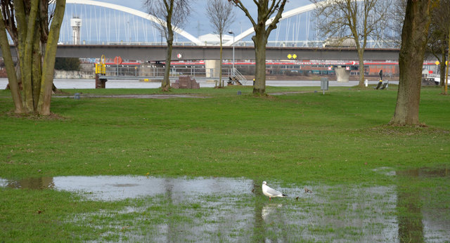 Nur noch wenige nasse Inseln erinnern an das Hochwasser im Kehler Rheinvorland. | Foto: Stadt Kehl