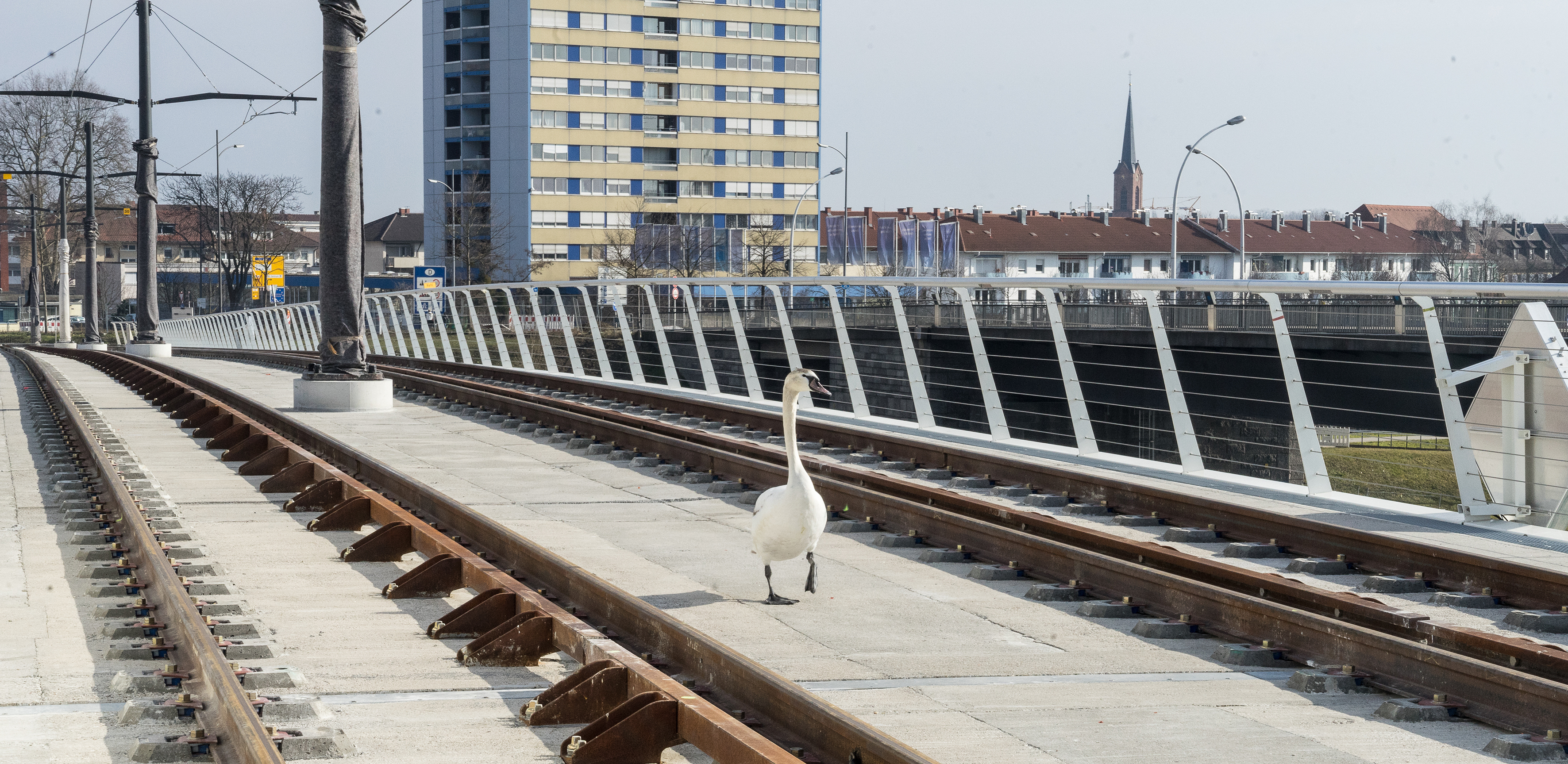 Weil auf der Trambrücke über den Rhein bislang keine Unfälle mit Schwänen verzeichnet wurden, wird dort zunächst auch keine Schutzvorrichtung installiert. Dieser neugierige Schwan begutachtete die Brücke, kurz bevor die verlängerte Tramlinie im April 2017 in Betrieb genommen wurde.