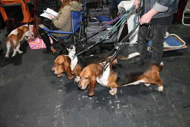 Basset-Bande | Foto: gro