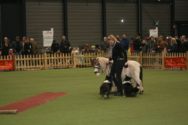 Hunde und Pferd arbeiten perfekt zusammen | Foto: gro