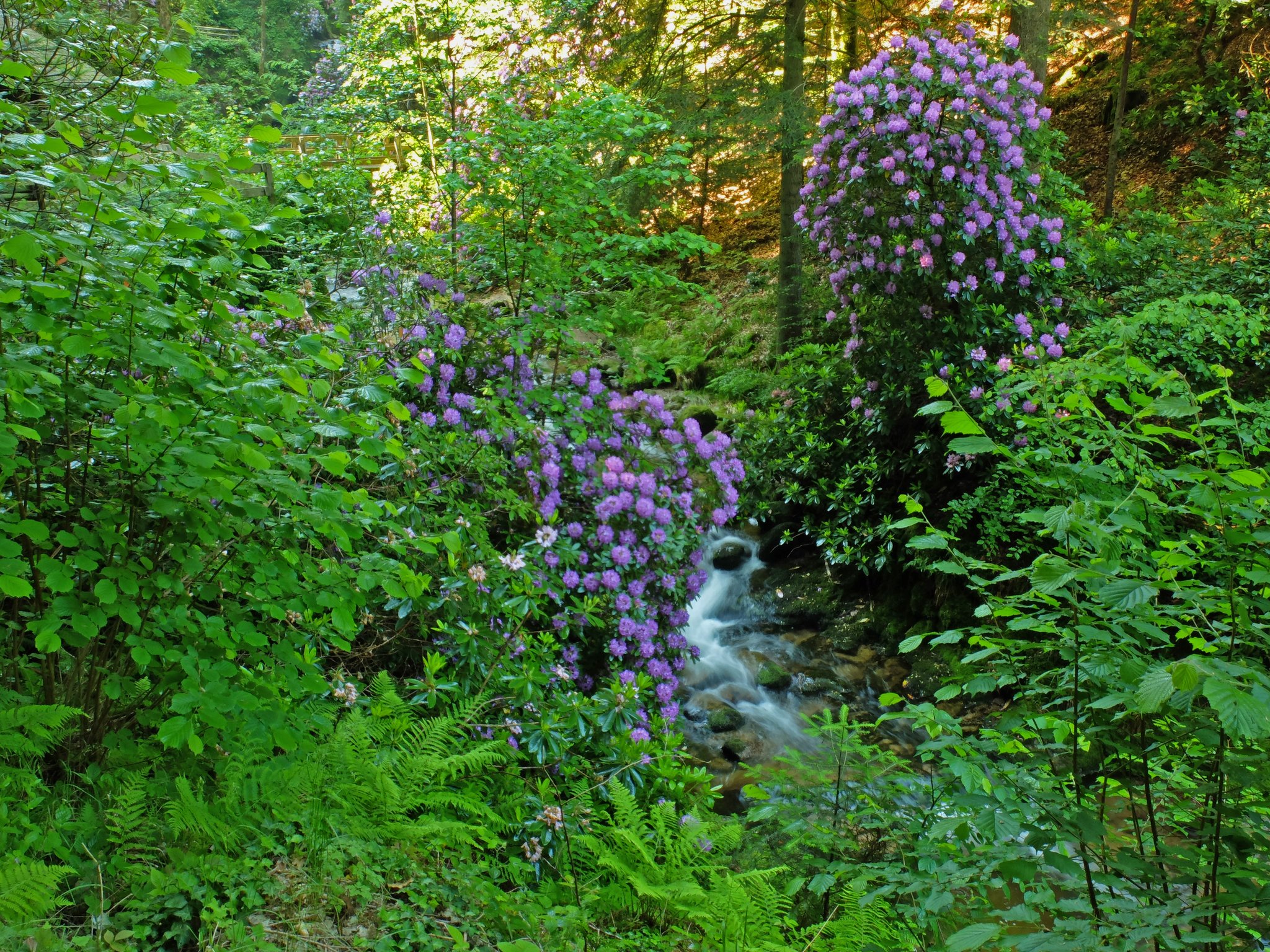 Ein "Schmankerl" fr den Hobbyfotografen und Naturfreund: "Die blhenden  Rhododendron-Bsche im Grobbachtal"