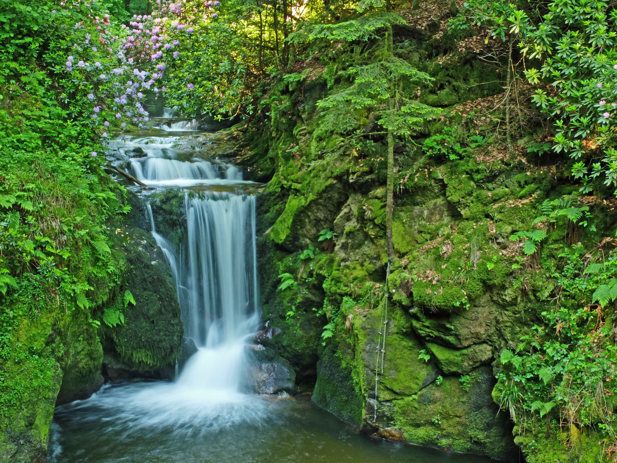 Ein "Schmankerl" fr den Hobbyfotografen und Naturfreund: "Die blhenden  Rhododendron-Bsche im Grobbachtal"