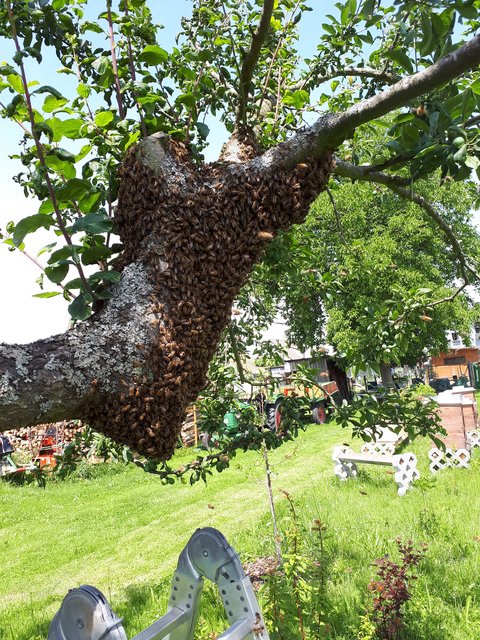 Bienenschwarm 