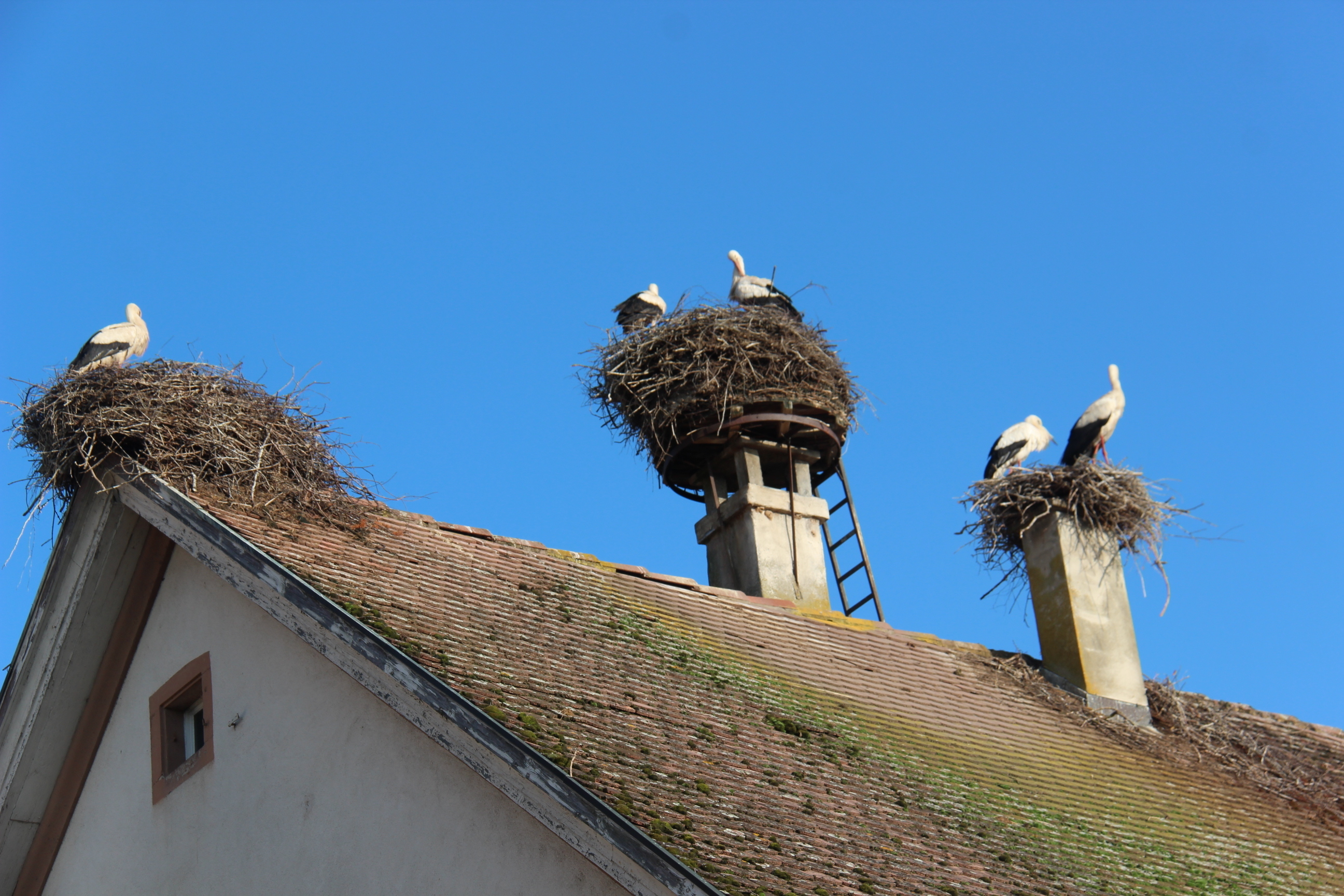 Dicht gedrängt geht es auf dem Pfarrhaus mit inzwischen insgesamt vier Nestern zu.