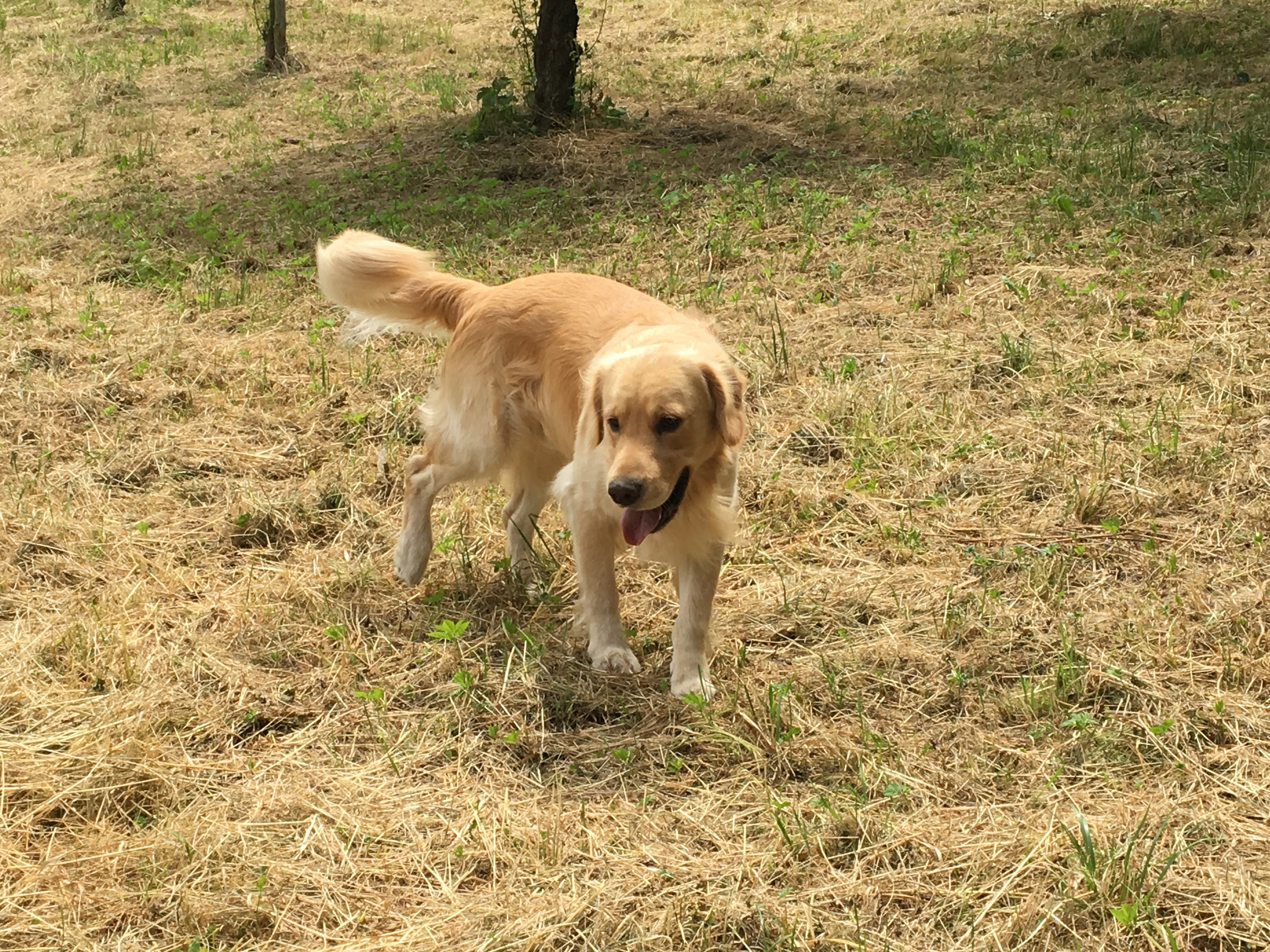 Es gibt ausgewiesene Gebiete, in denen Hunde frei herumlaufen dürfen. An allen anderen Stellen gilt die Leinenpflicht.
