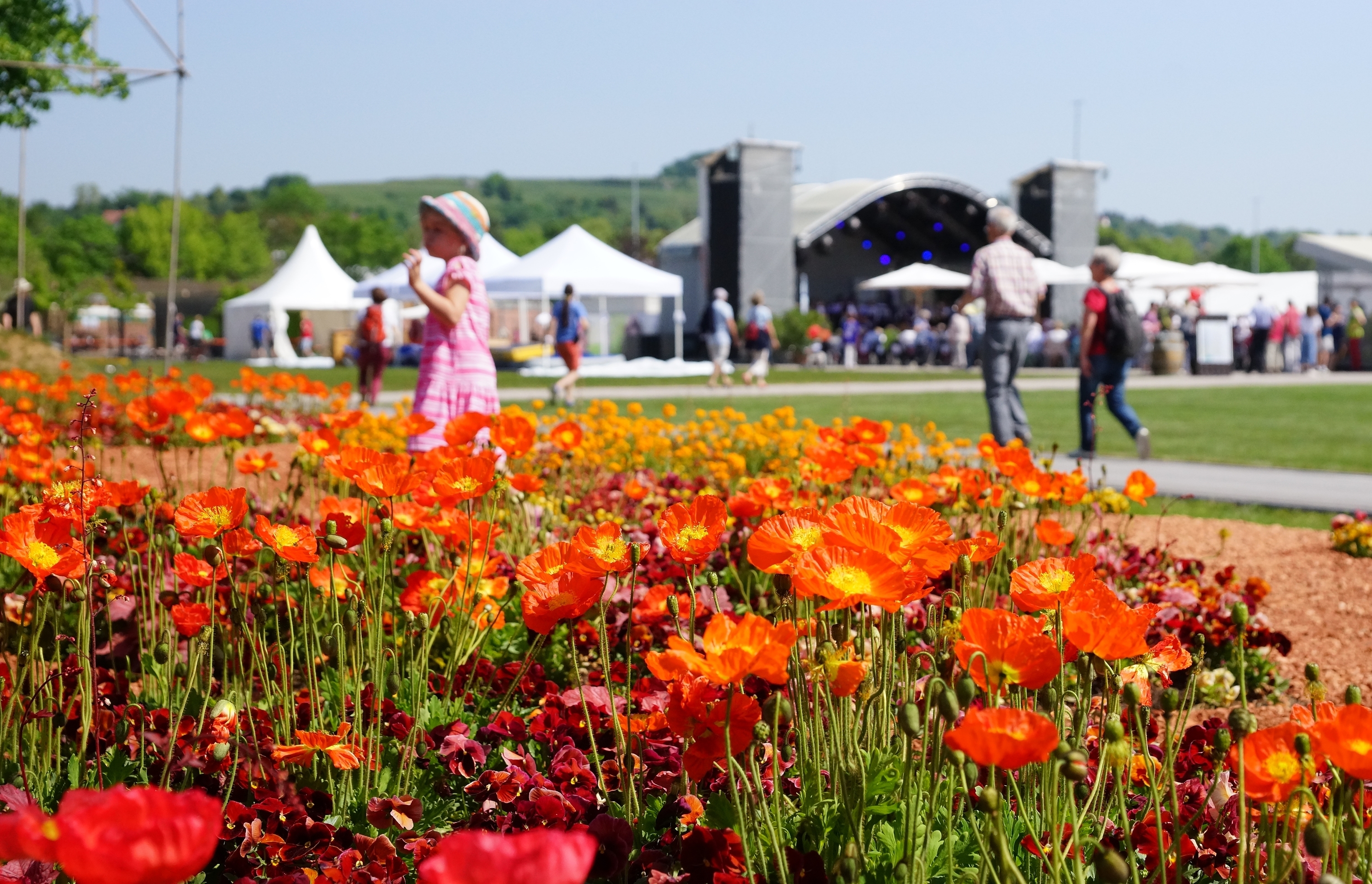 Halbzeit bei der Blumenschau