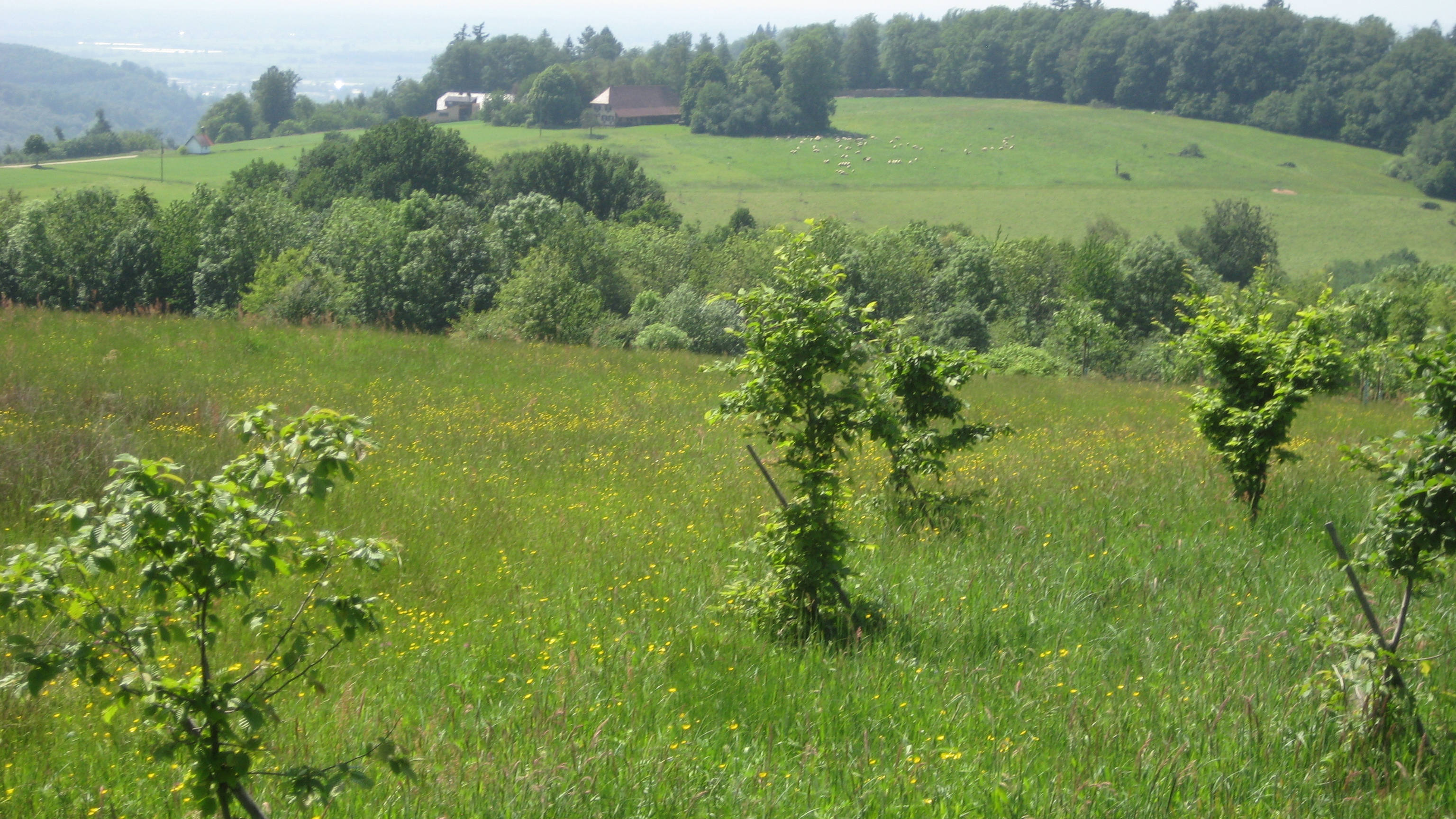 Naturerbe Langenhard mit neu gepflanzten Bäumen