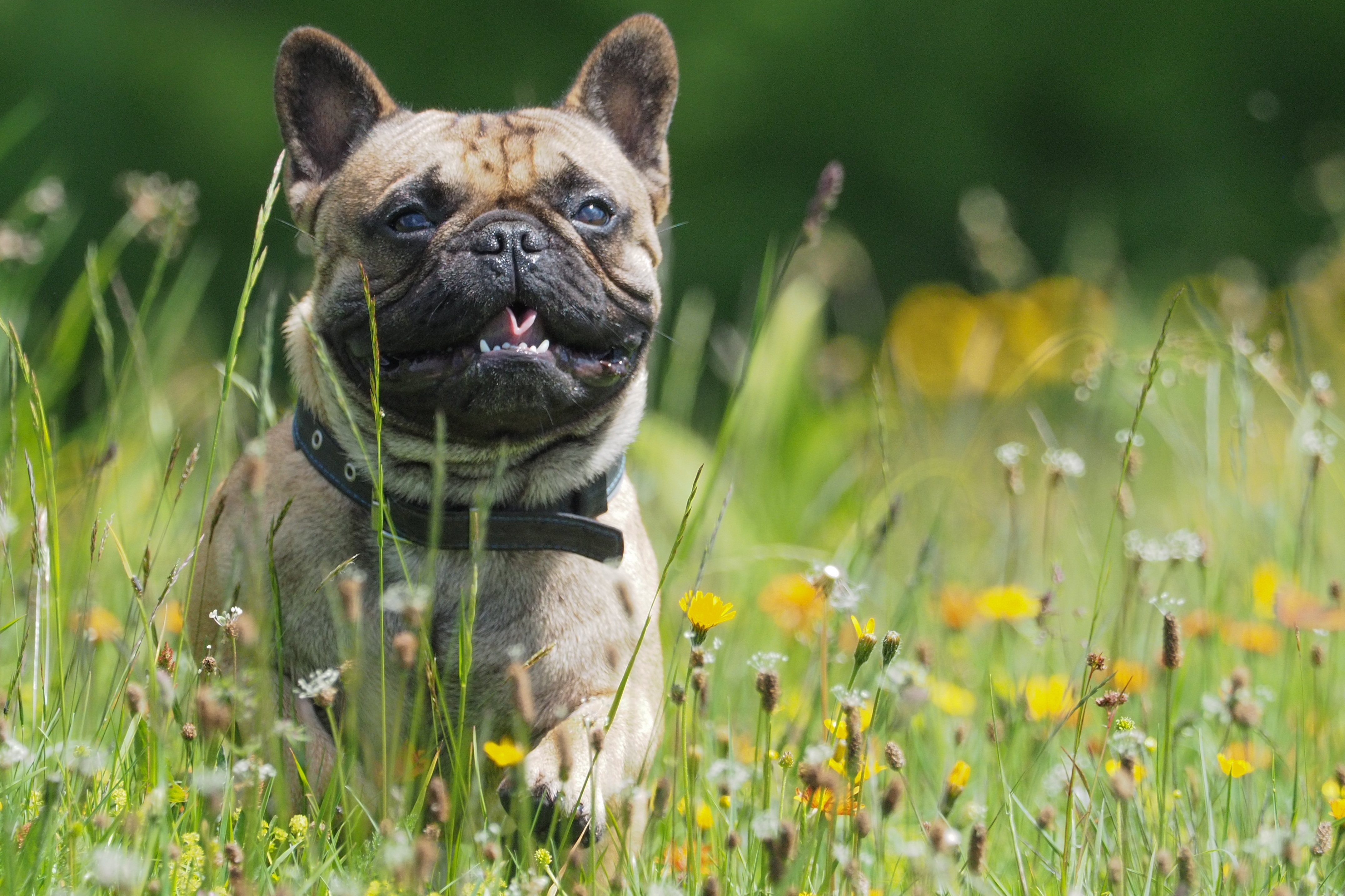 Kurznasige Hunde wie Bulldogen haben es schwerer, sich im Sommer durch Hecheln abzukühlen.