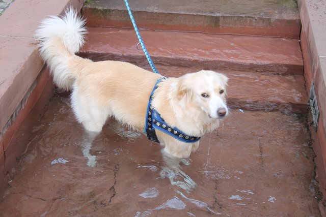 Außerdem haben wir Samstagvormittag in Wolfach ein ganz besonderes Juwel entdeckt, dem es aber einfach nur nach Kühlung war. | Foto: Glaser