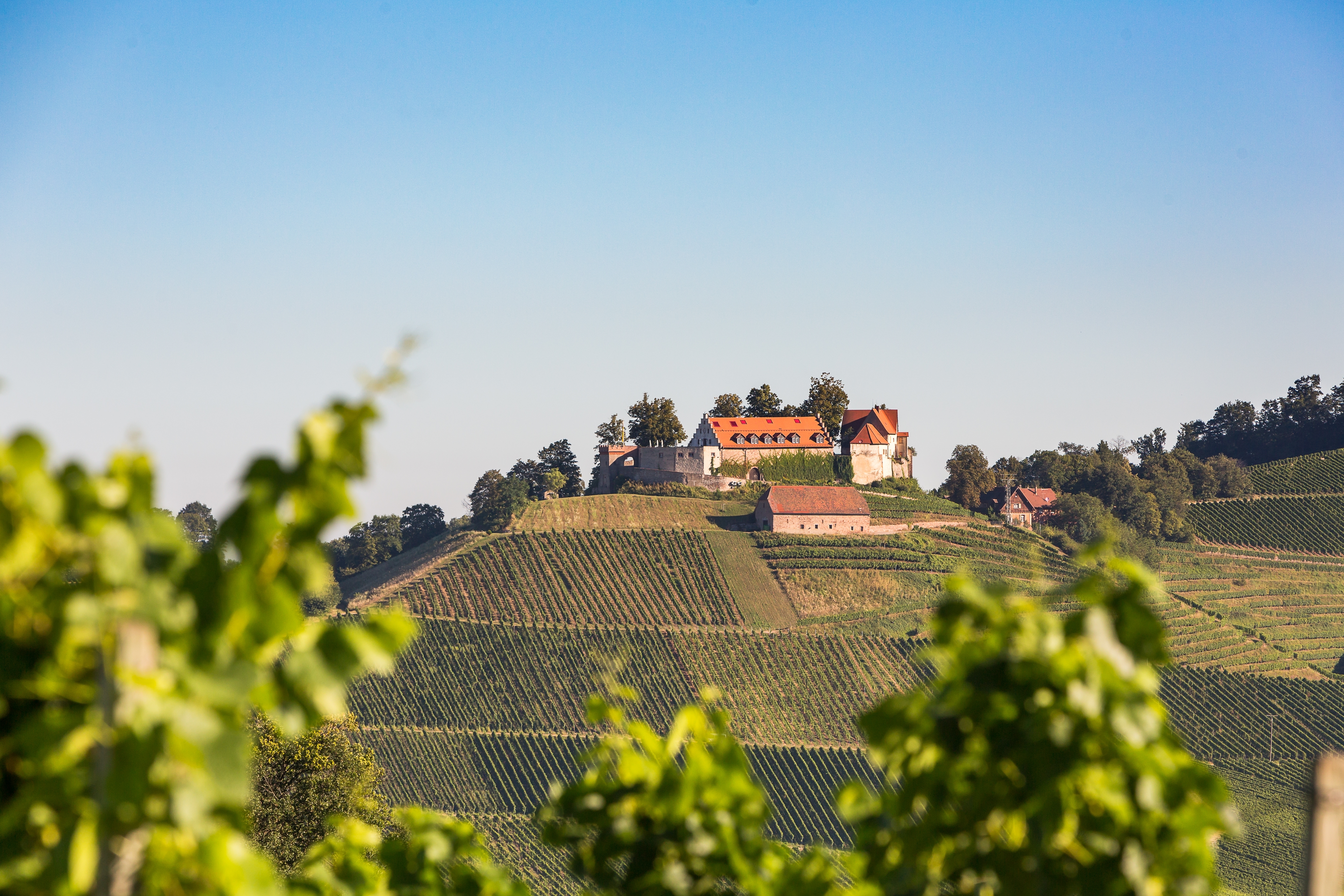 Sagenumrankt: Schloss Staufenberg Foto: Touristinformation Durbach
