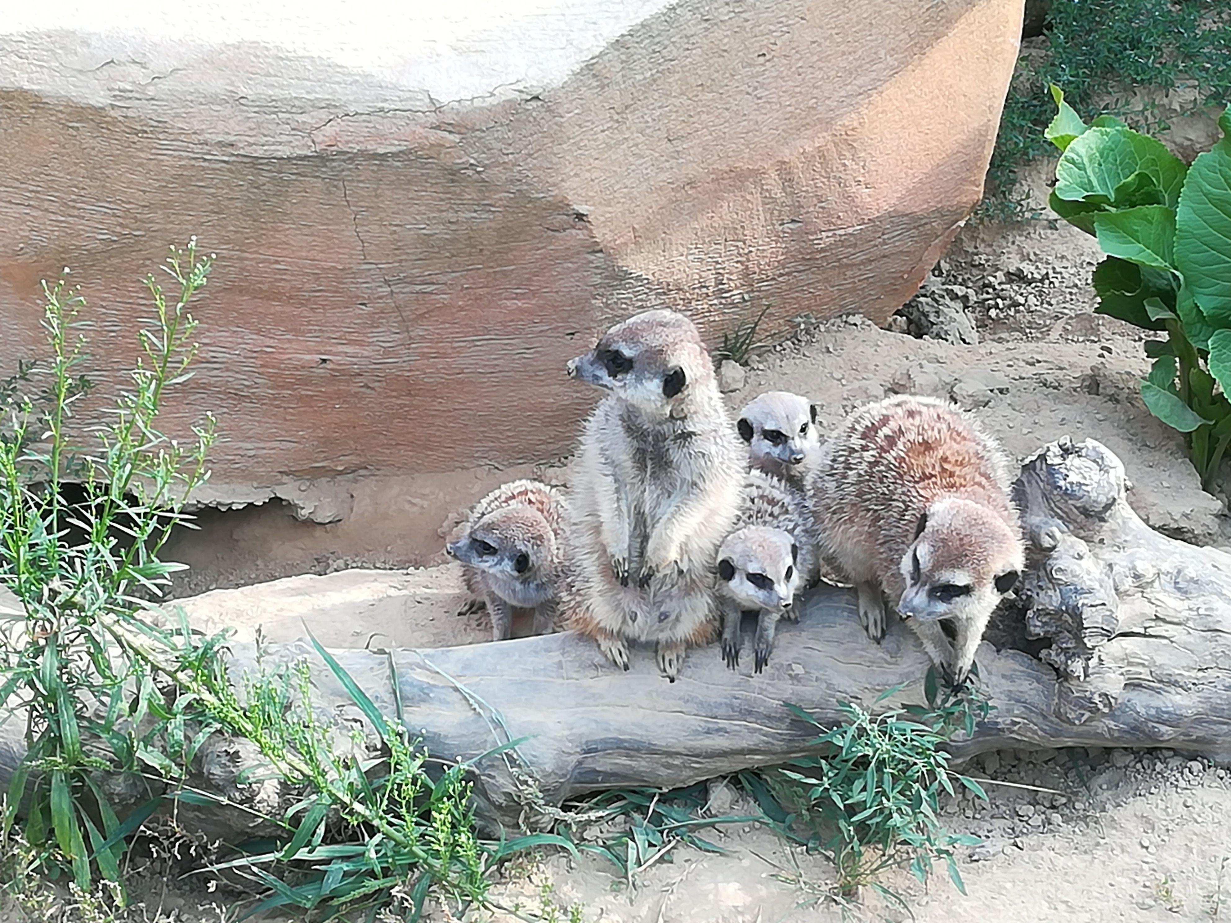 Zweiter Erdmännchen-Wurf im Stadtpark Lahr