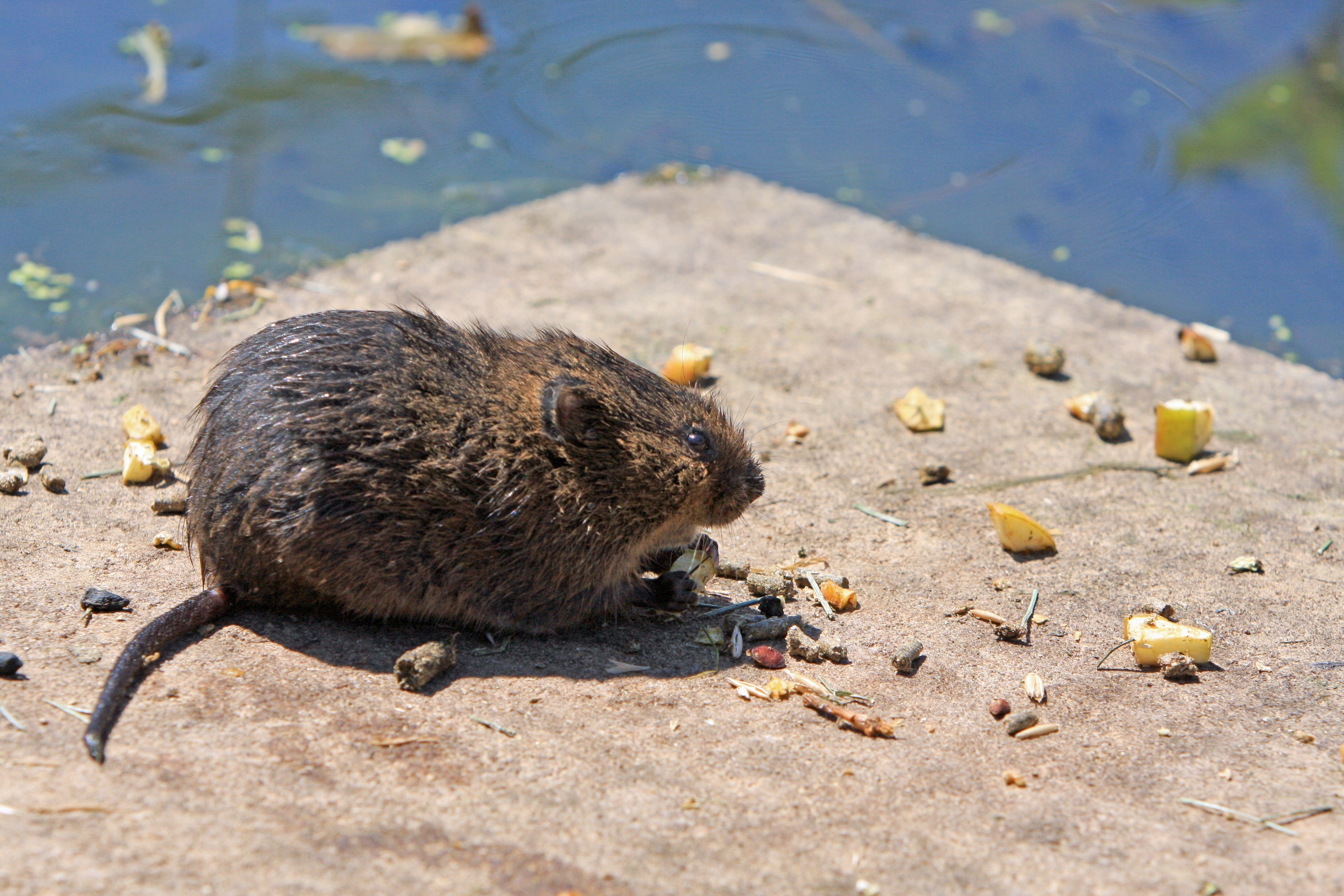 Ratten leben nicht schlecht von dem, was die Menschen ihnen übrig lassen.