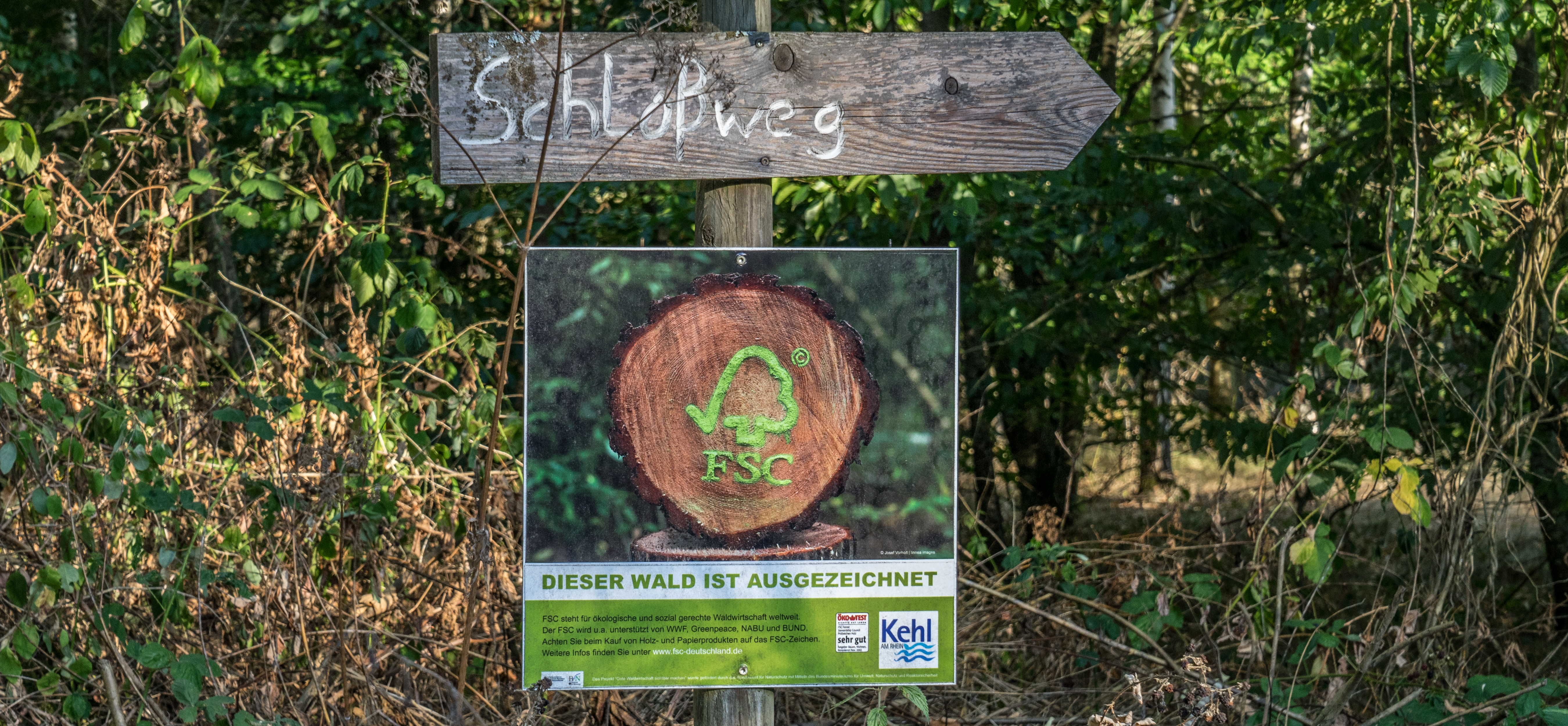 "Dieser Wald ist ausgezeichnet": Die Situation im Korker Wald ist deutlich besser.