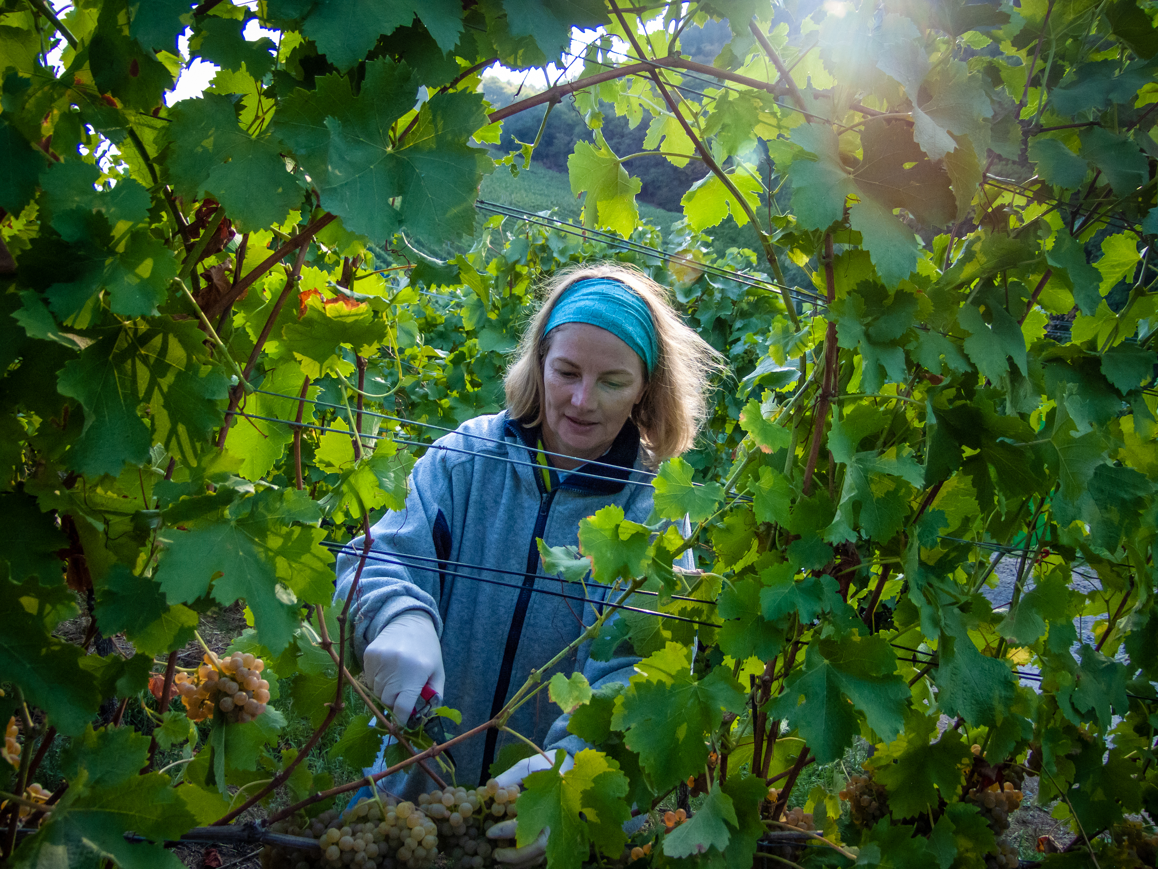 Bei der Weinlese wird jede Hand gebraucht