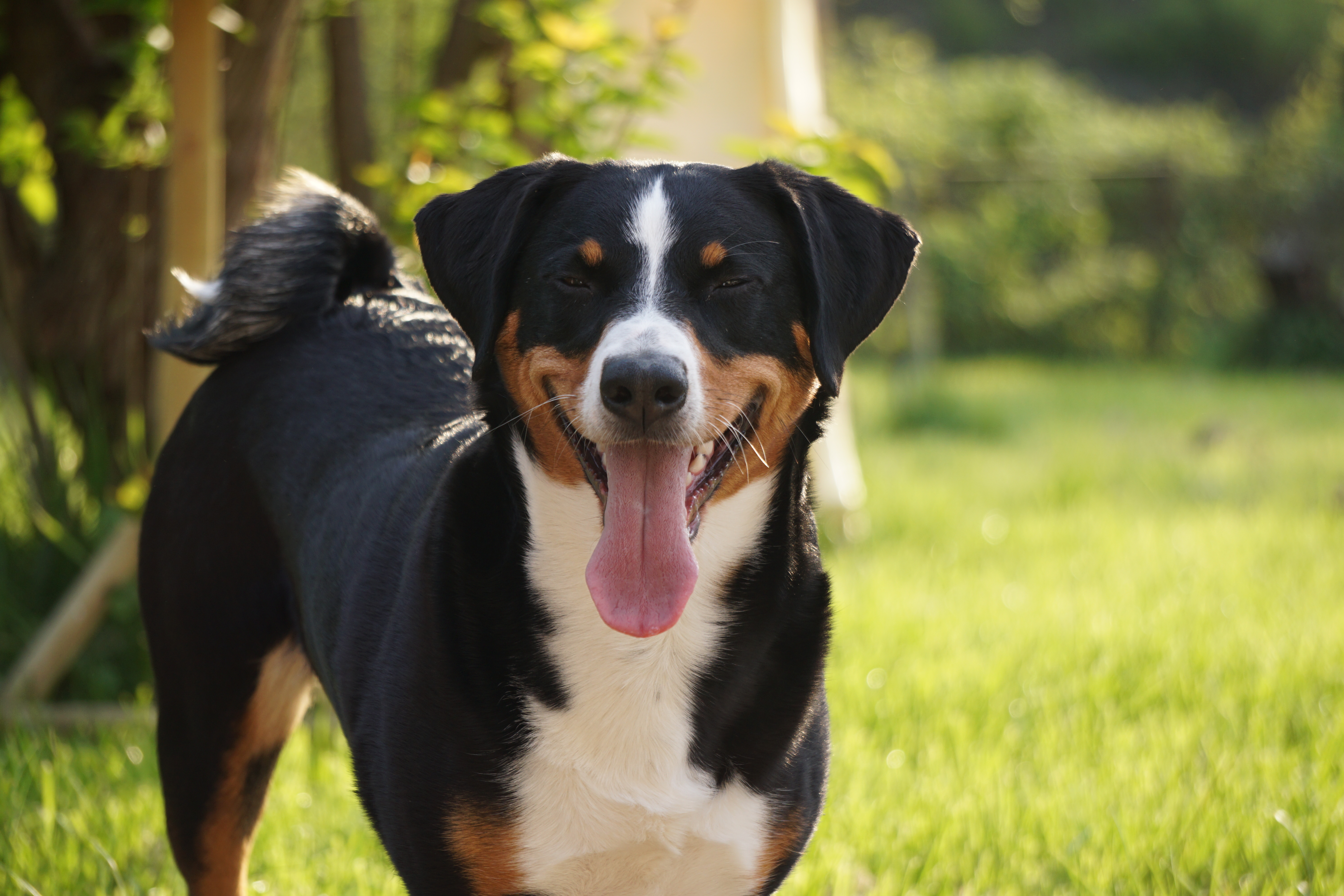 Freilaufende Hunde können nicht nur für Menschen, sondern auch für Wildtiere eine Gefahr darstellen.