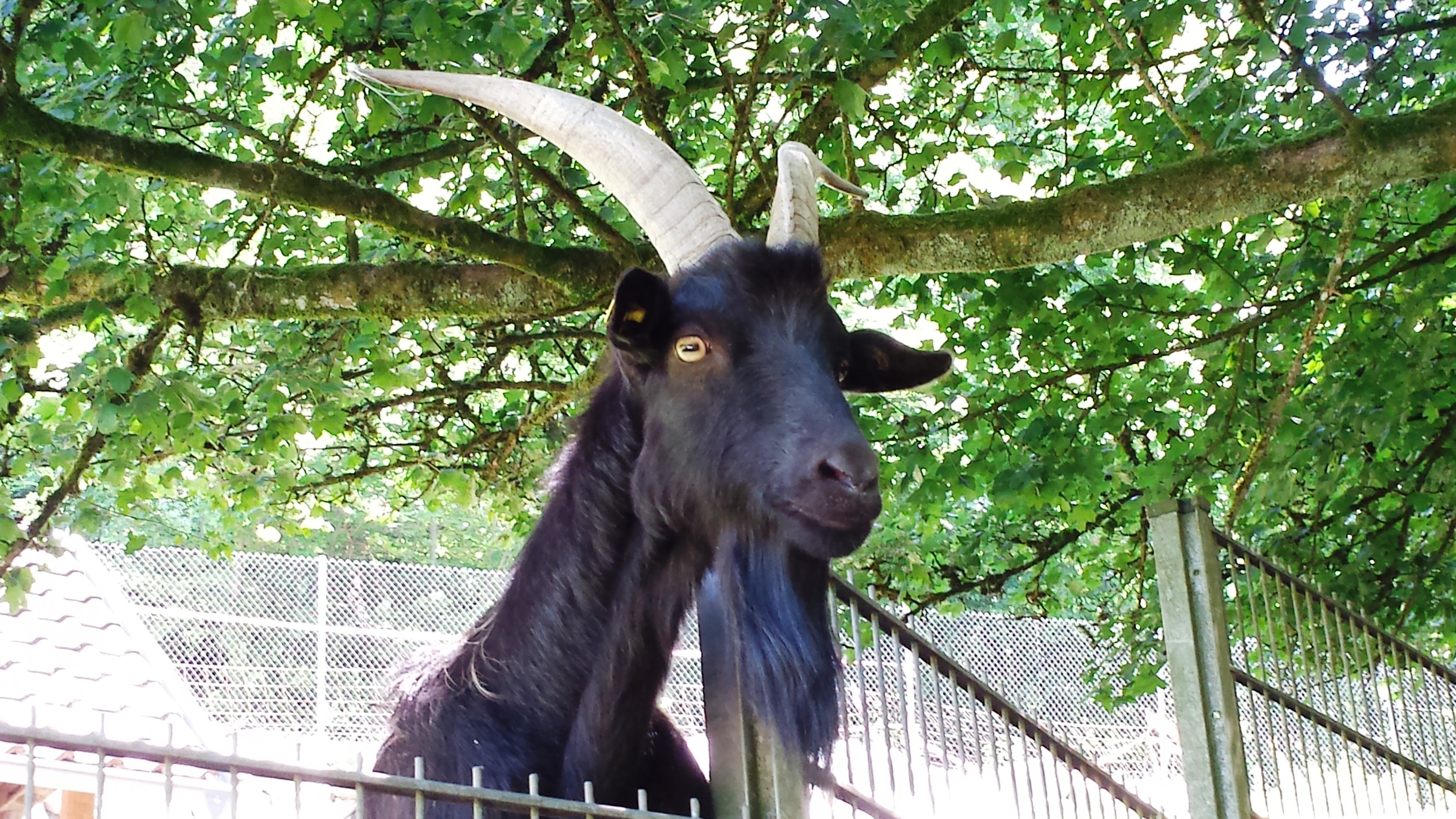 Jede Menge Tier lassen sich im Schwarzwaldzoo in Waldkirch hautnah erleben.