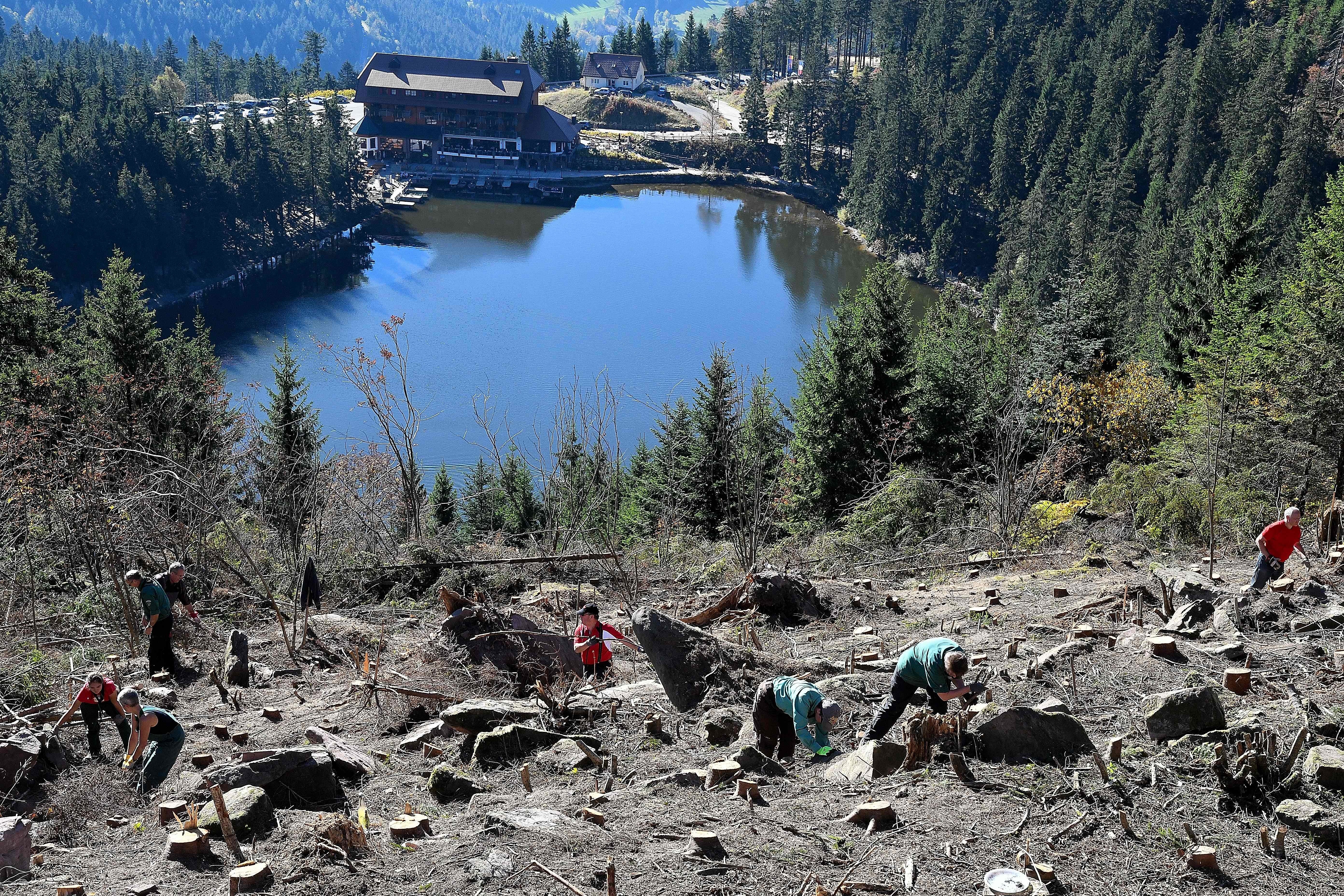 Habitatpflege leistete die Waldjugend Kappelrodeck unterhalb des zukünftigen Gasthauses „Grindehütte“.