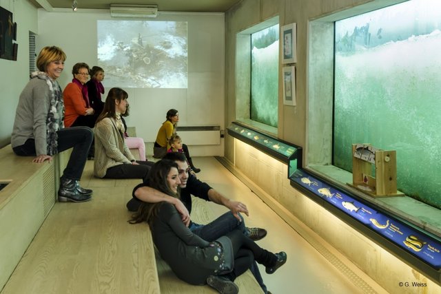 Den Aufstieg der Fische können Besucher authentisch im Beobachtungsraum verfolgen. fotovermerk]Foto: G. Weiss/Passage 309[/fotovermerk]
