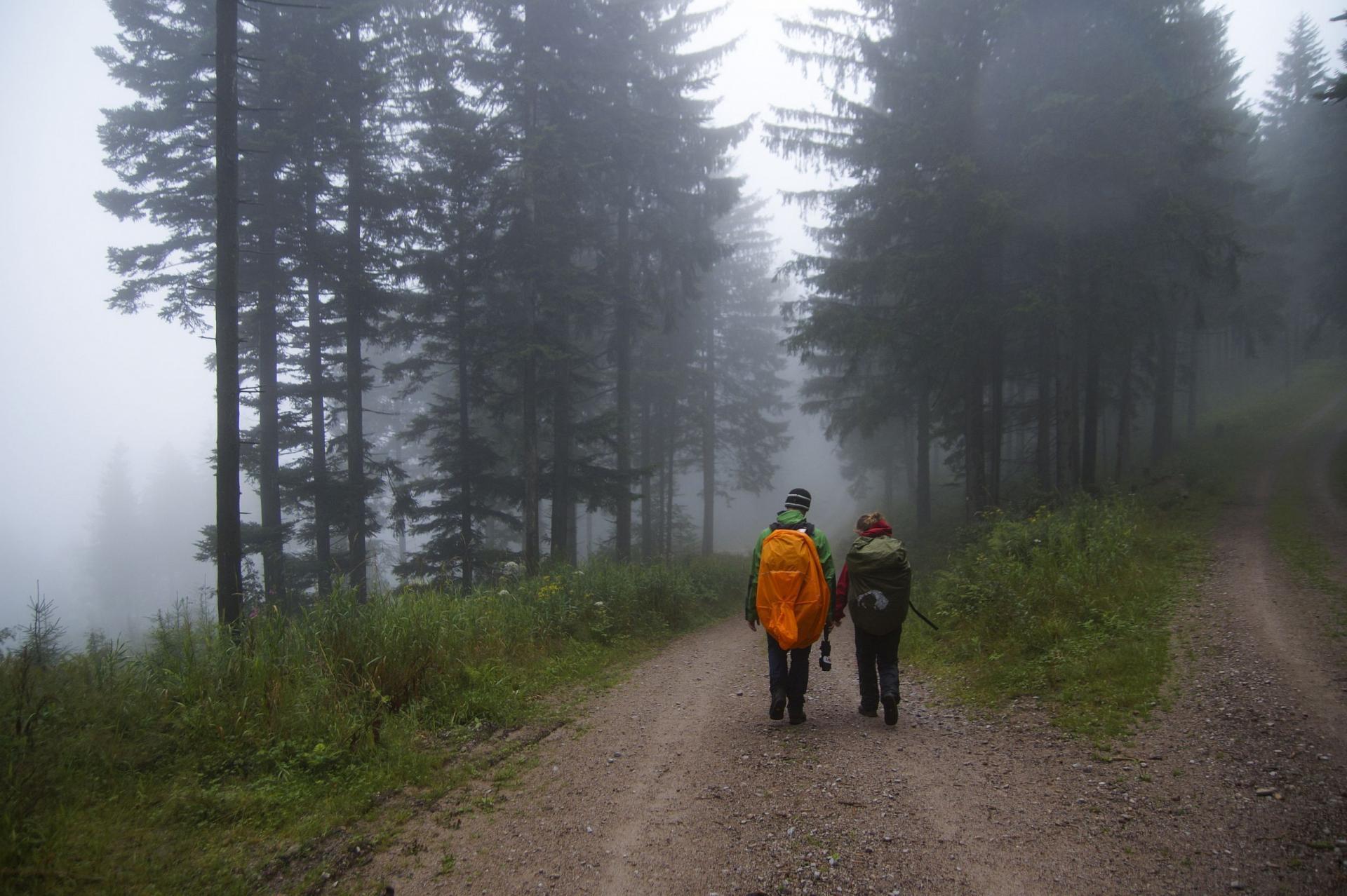 Besucher wandern bei Nebel im Herbst durch den Nationalpark Schwarzwald.