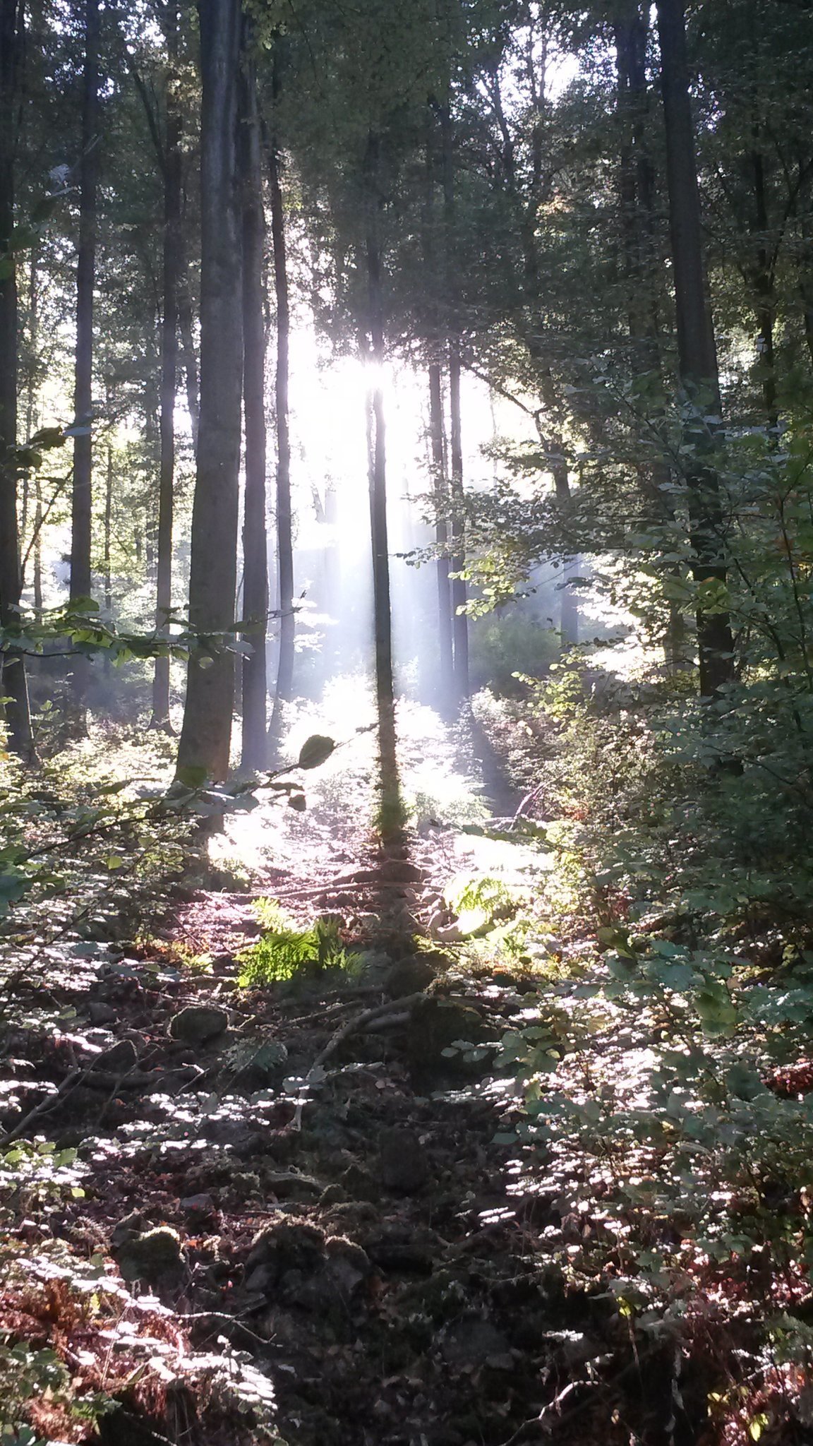 Der Wald hat unter der Trockenheit gelitten.