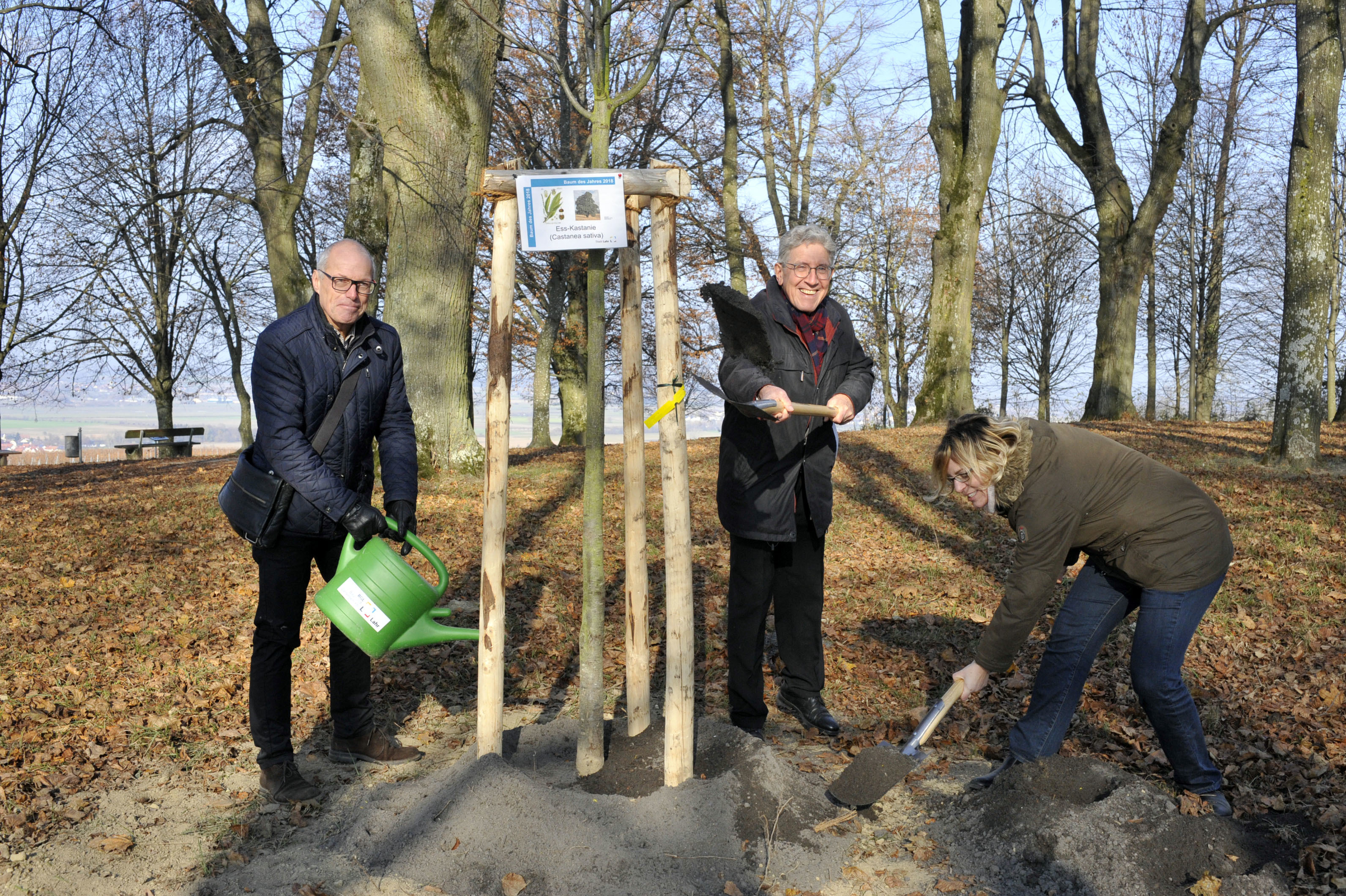 Eine Esskastanie wird auf dem Schutterlindenberg gepflanzt.