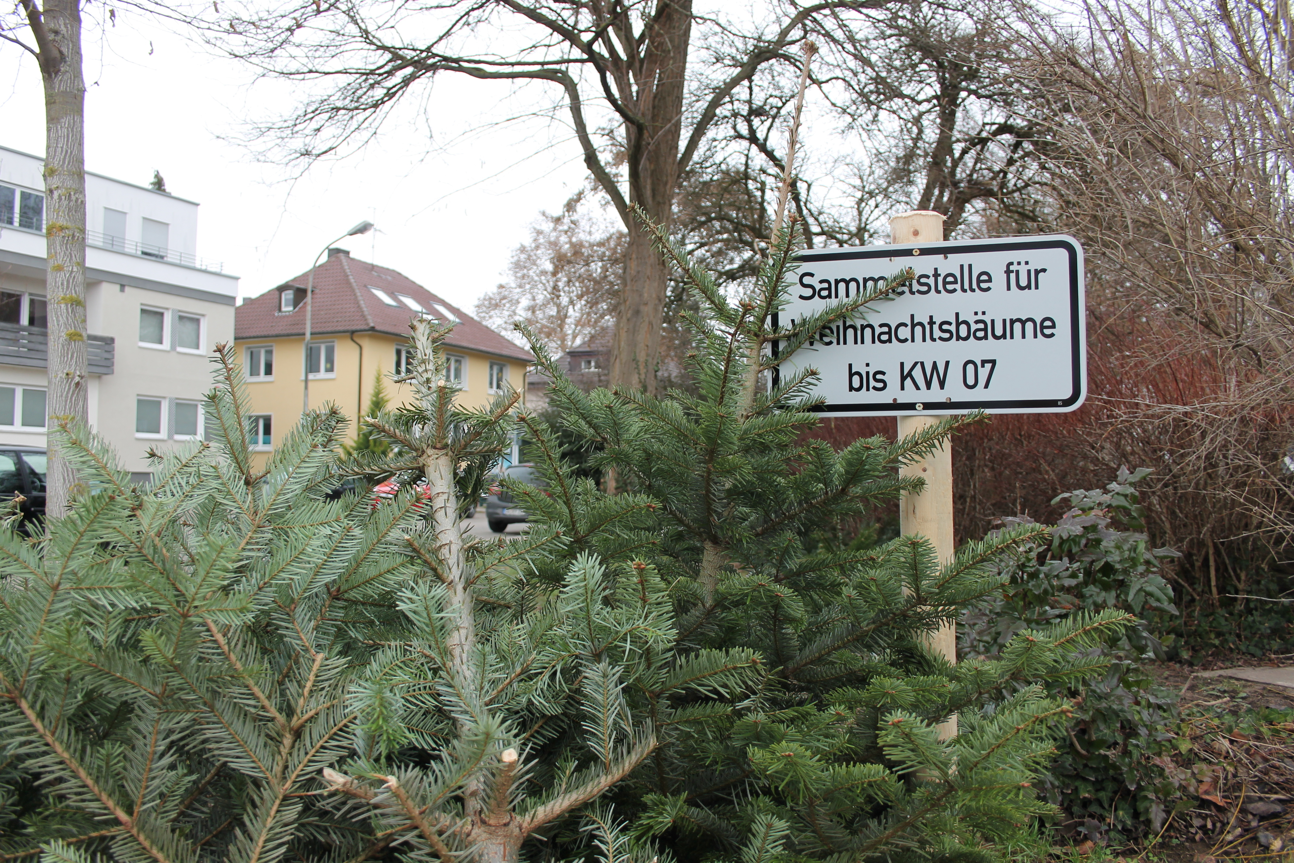 In der Stadt Offenburg gibt es insgesamt 36 Sammelstellen für Weihnachtsbäume.