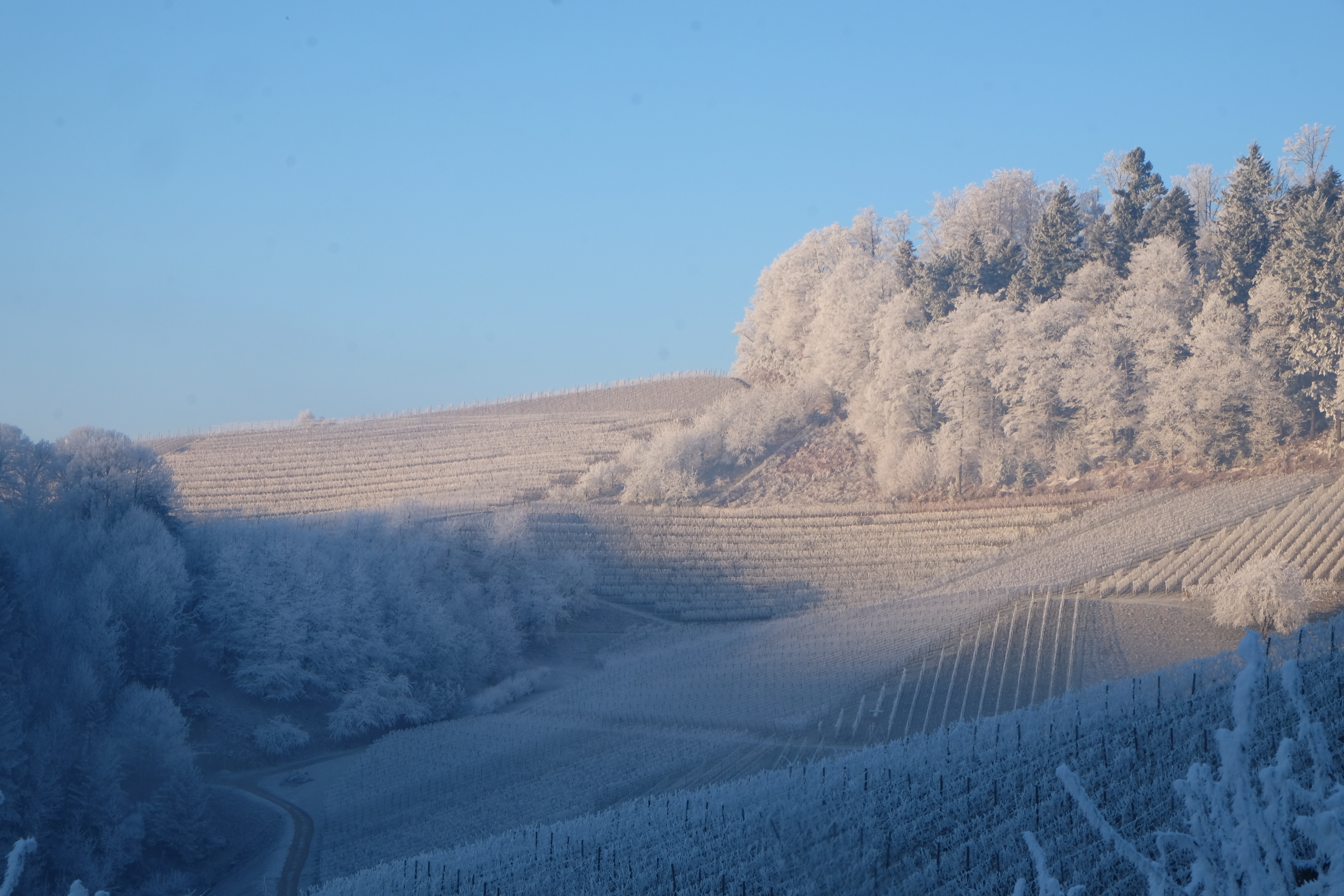 Ein Ausblick für das Fotobuch: Wintermorgen im Weinbaugebiet Oberkirch/Bottenau