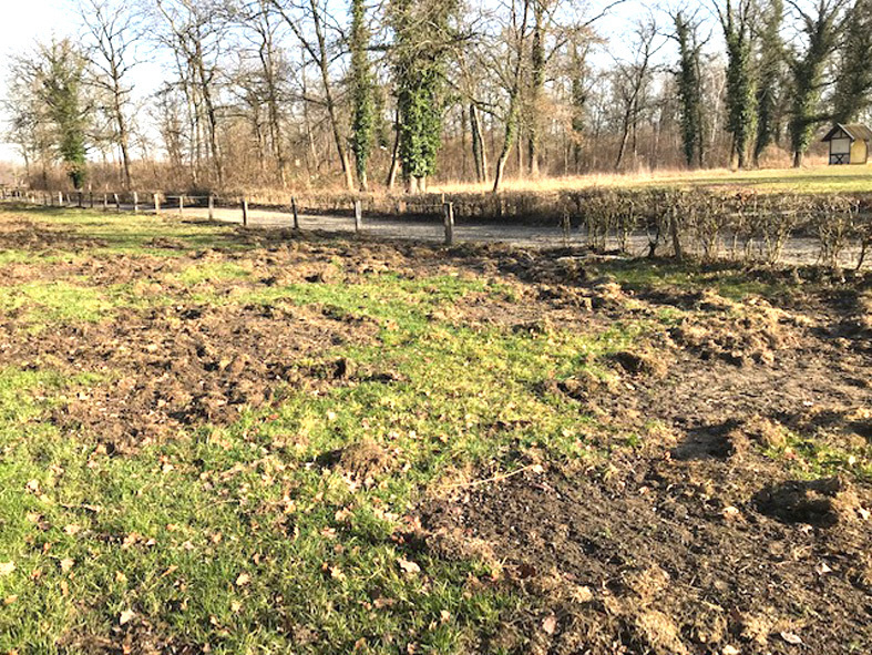 Diese von den Wildschweinen verursachten Schäden führten zur Absage des Renntages in Meißenheim.