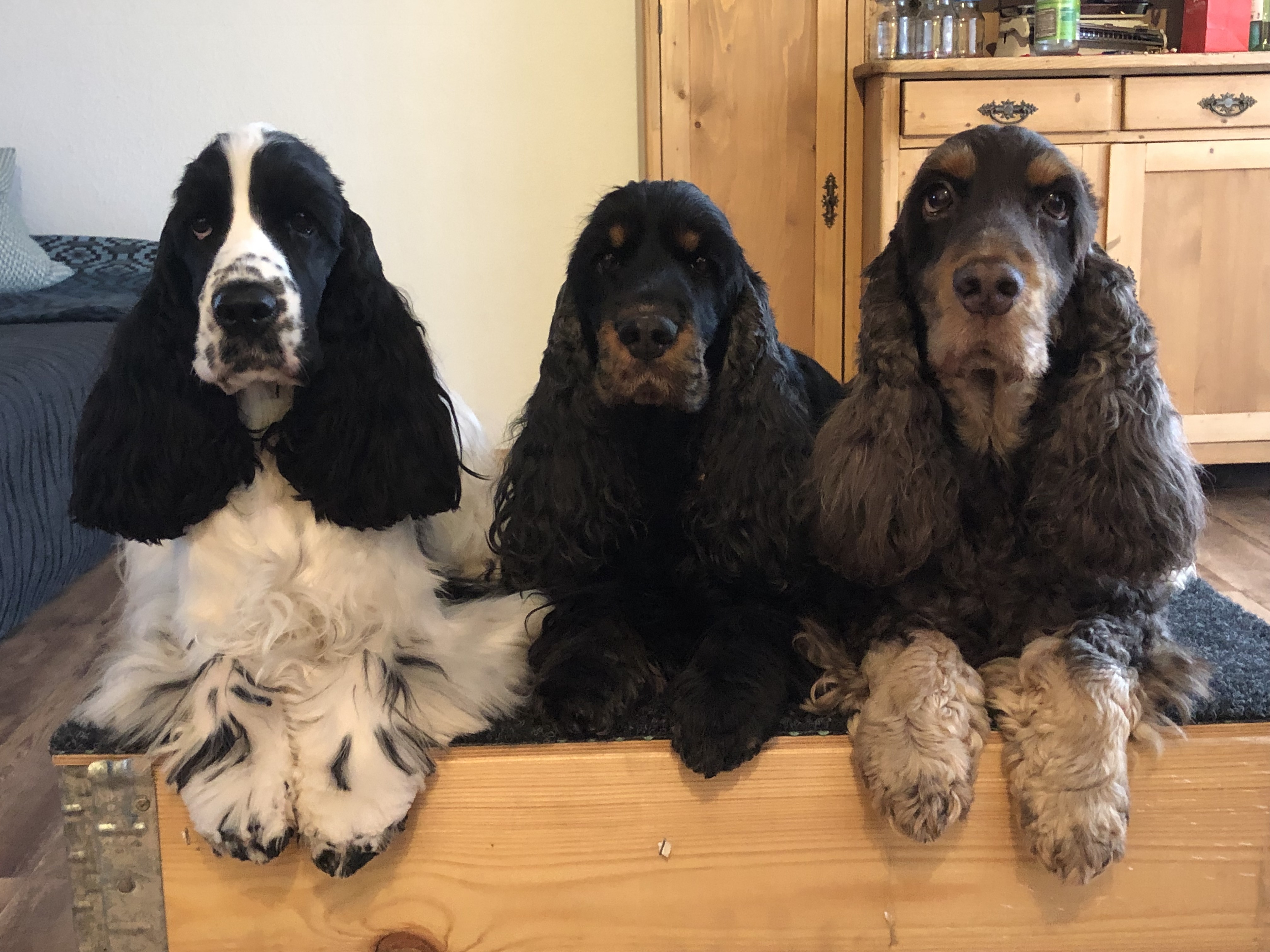 Dolly, Kira und Sammy setzen sich in Pose.