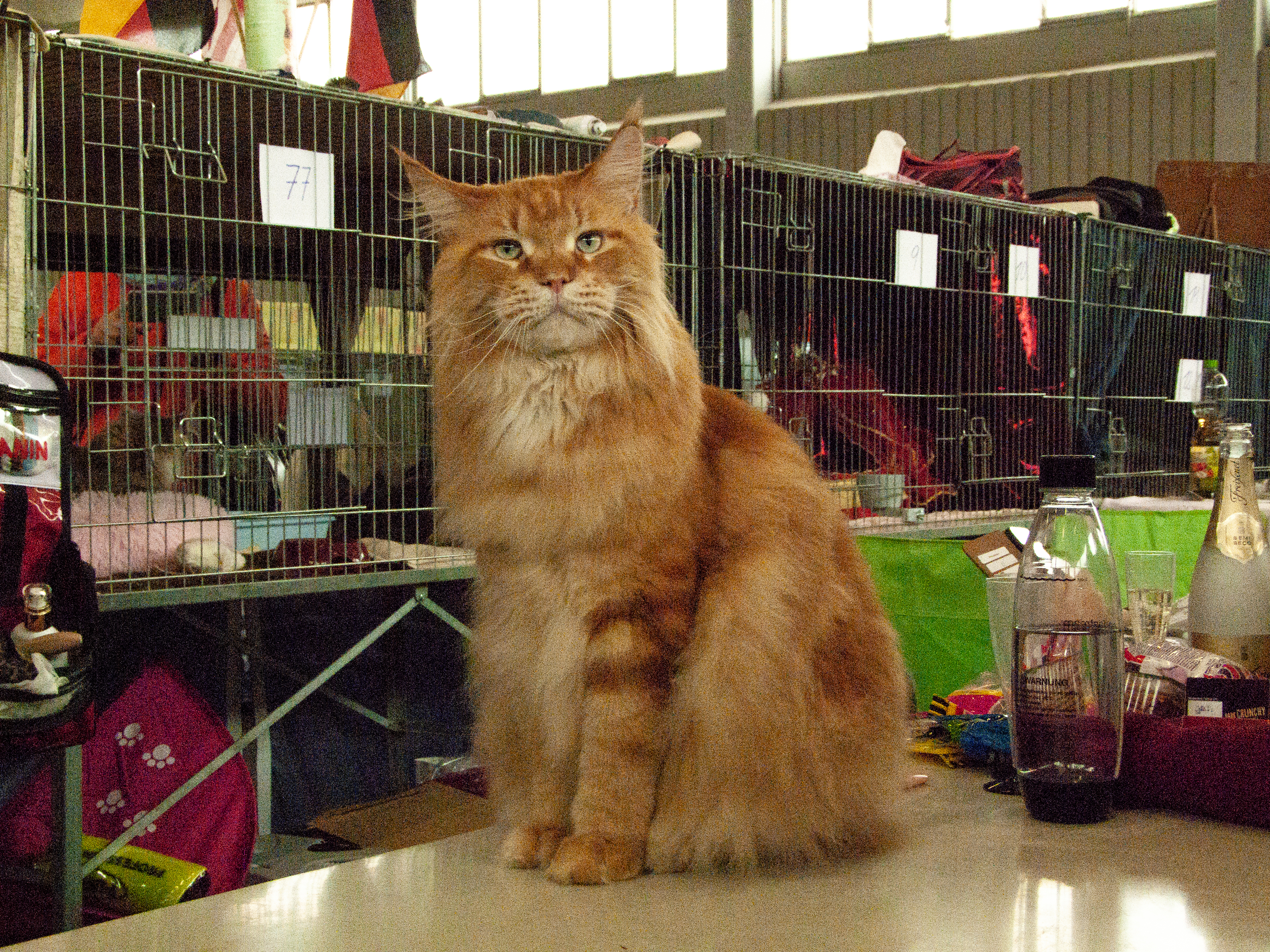 Ein prachtvoller roter Maine Coon-Kater
