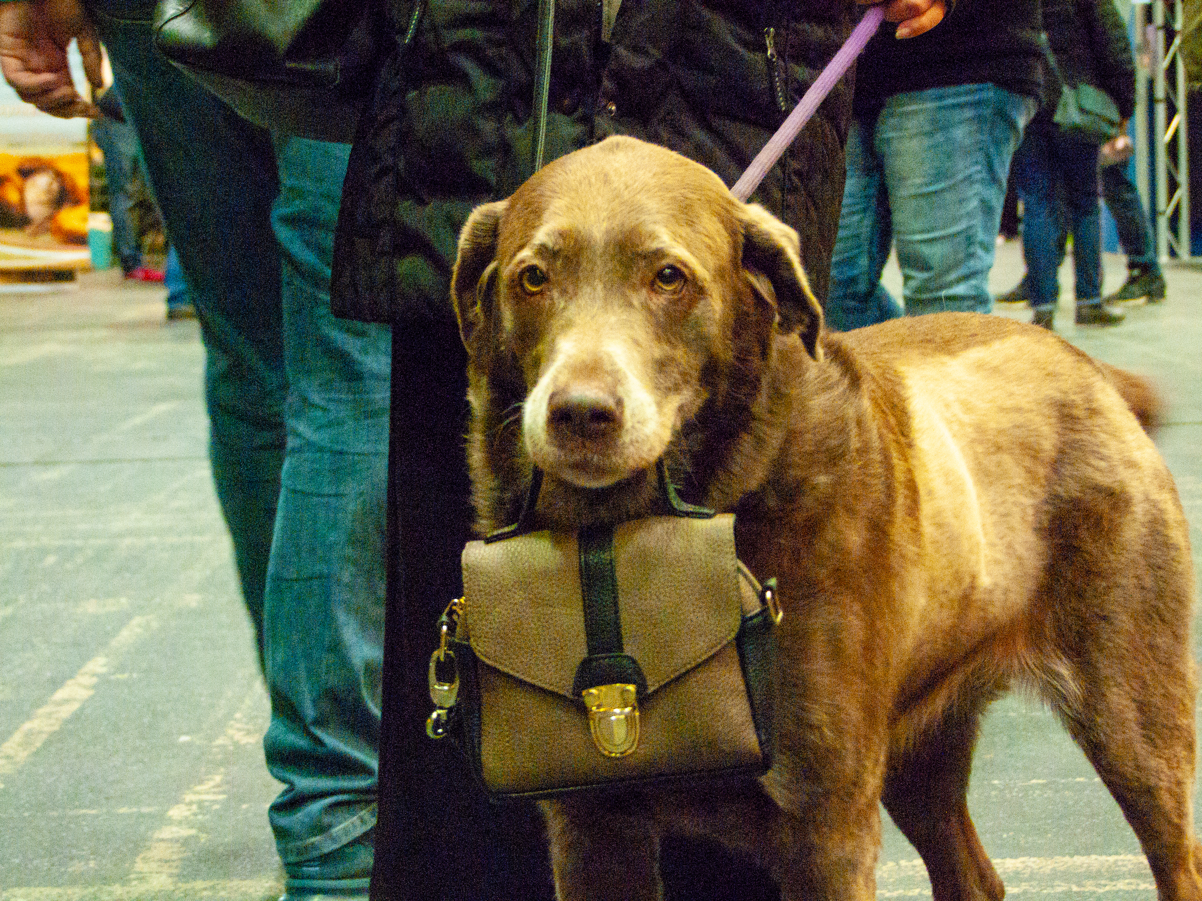 Labradordame Siva hat ihr Handtäschchen immer dabei. Foto R. Fey
