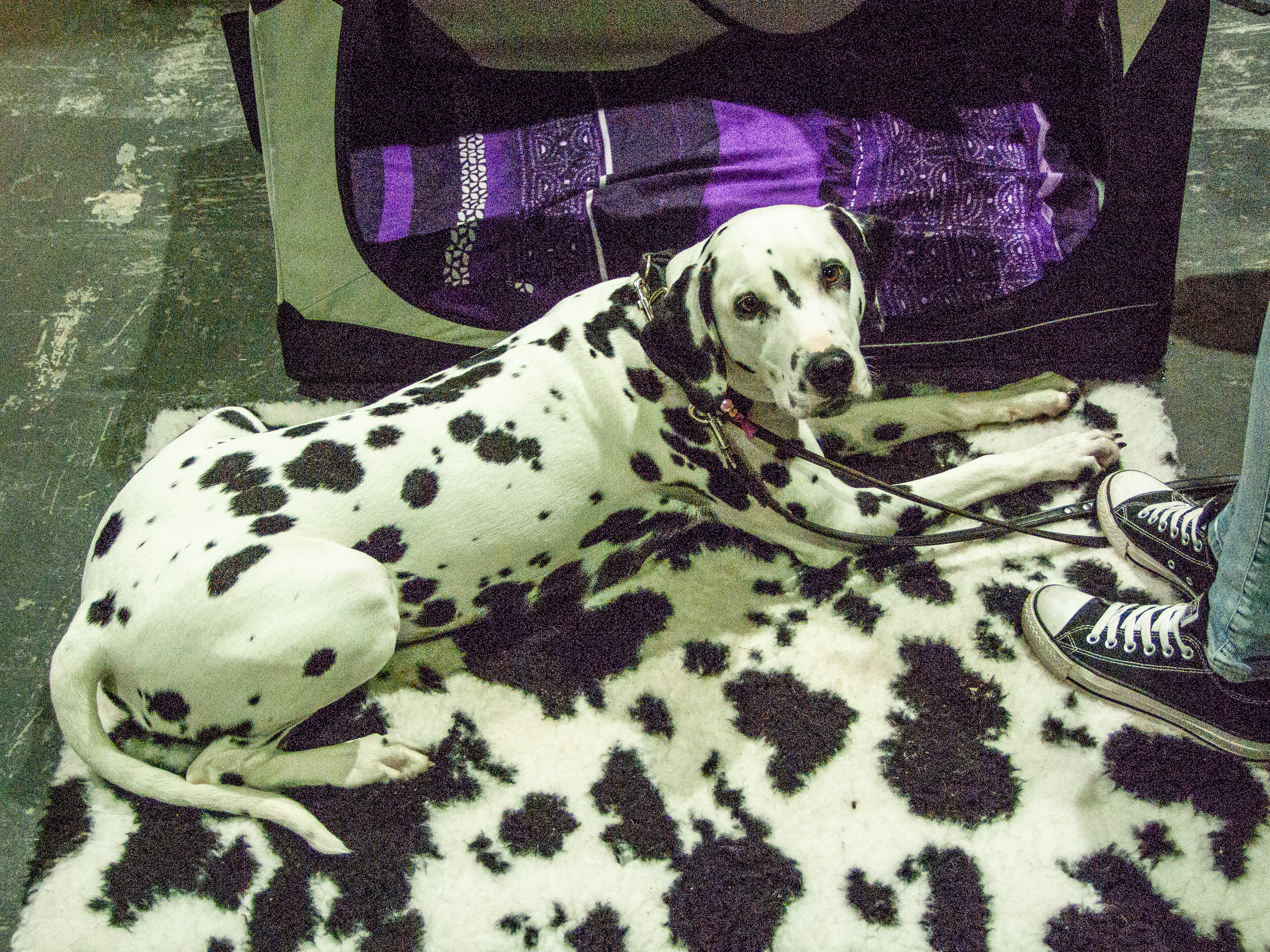 Stil kann man nicht lernen, Stil hat man – auch als Hund.