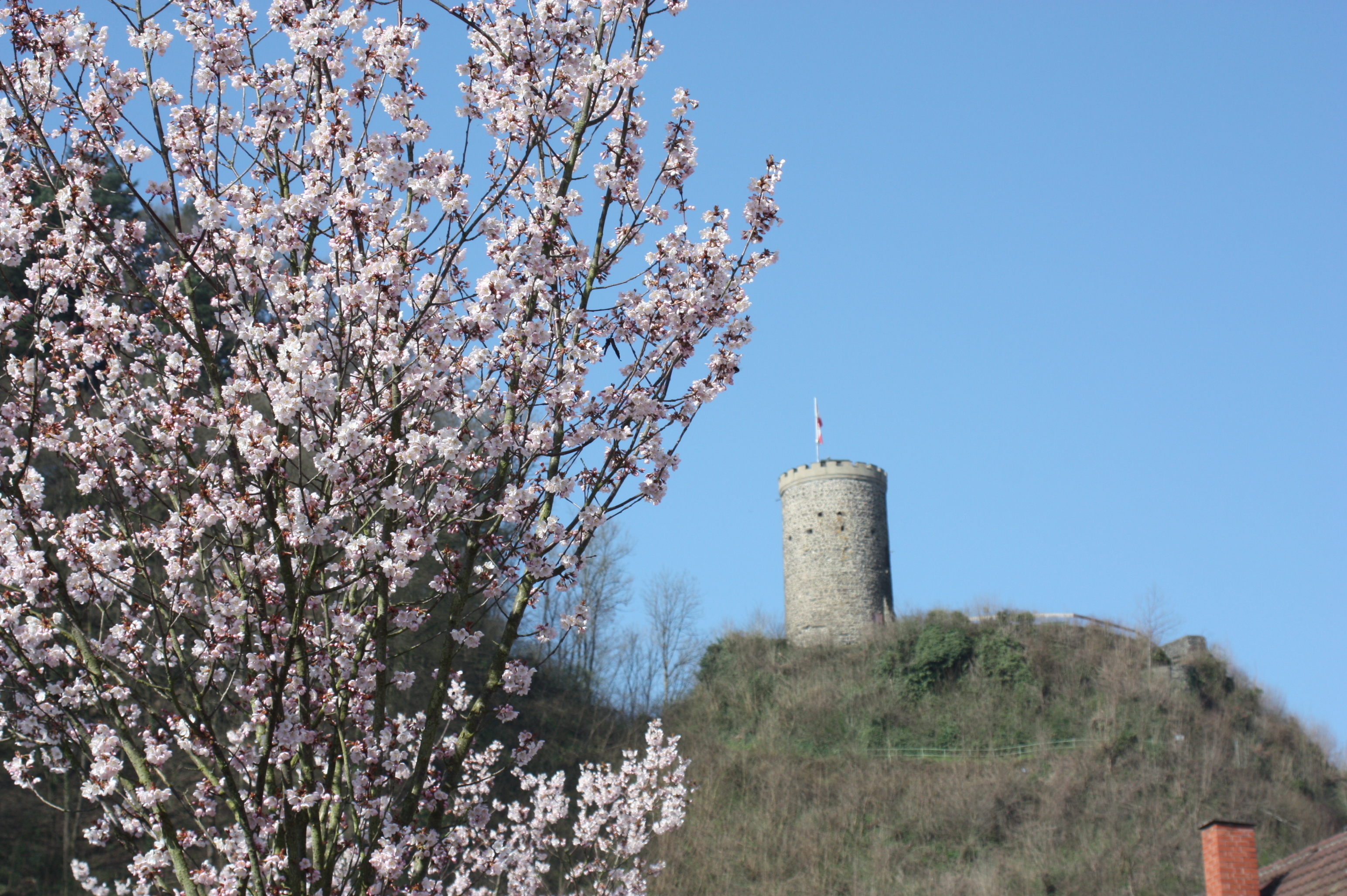 Frühling – des einen Freud, des Allergikers eher Leid.