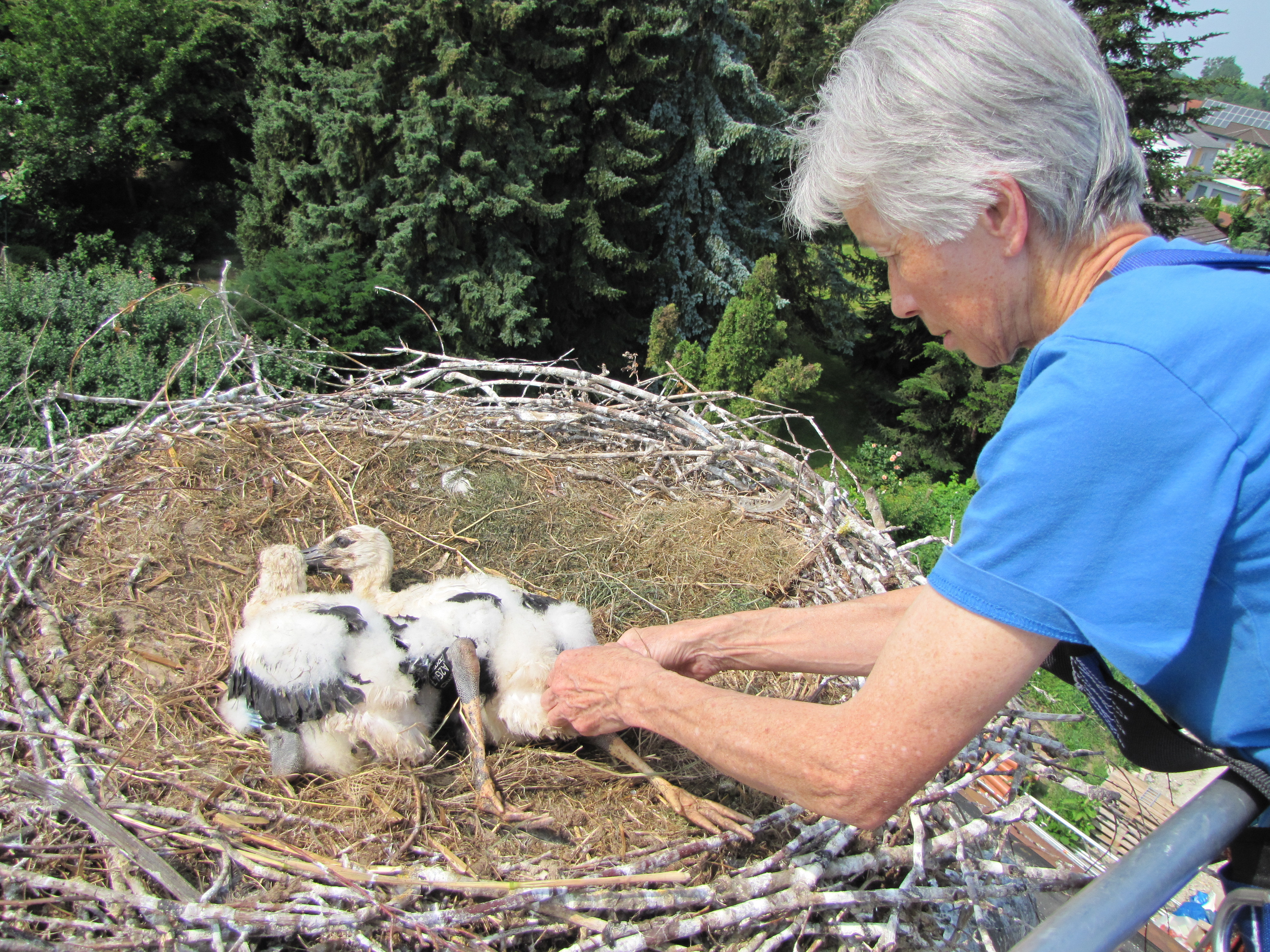 Paulette Gawron beim Beringen der Jungvögel